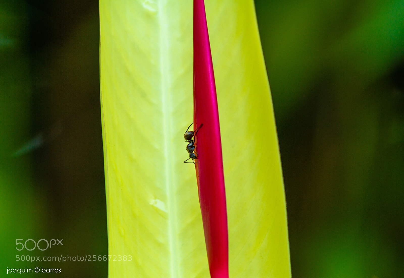 Canon EOS 7D sample photo. Vertical climbing photography