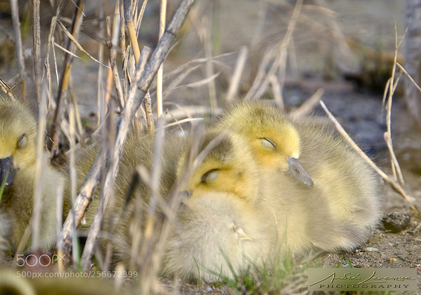 Fujifilm X-T10 sample photo. Dozing gosslings photography