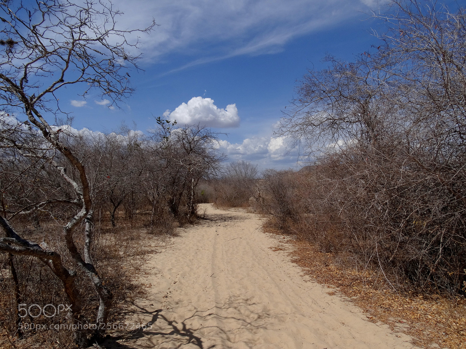 Sony Cyber-shot DSC-HX300 sample photo. Caatinga photography