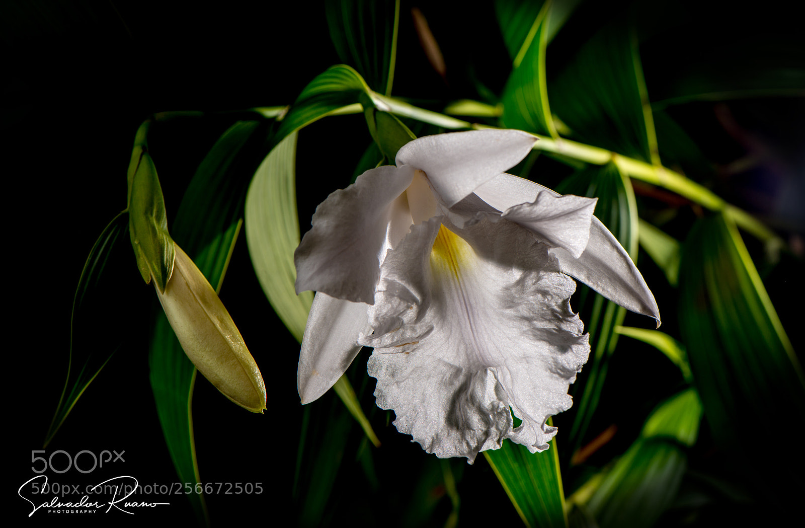 Nikon D800E sample photo. Sobralia blanca photography