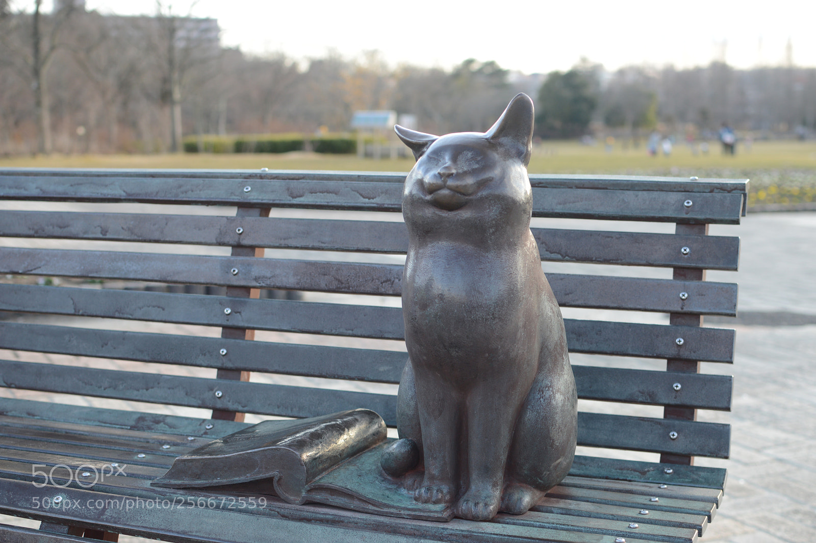 Nikon D3200 + Nikon AF-S DX Nikkor 35mm F1.8G sample photo. Cat photography