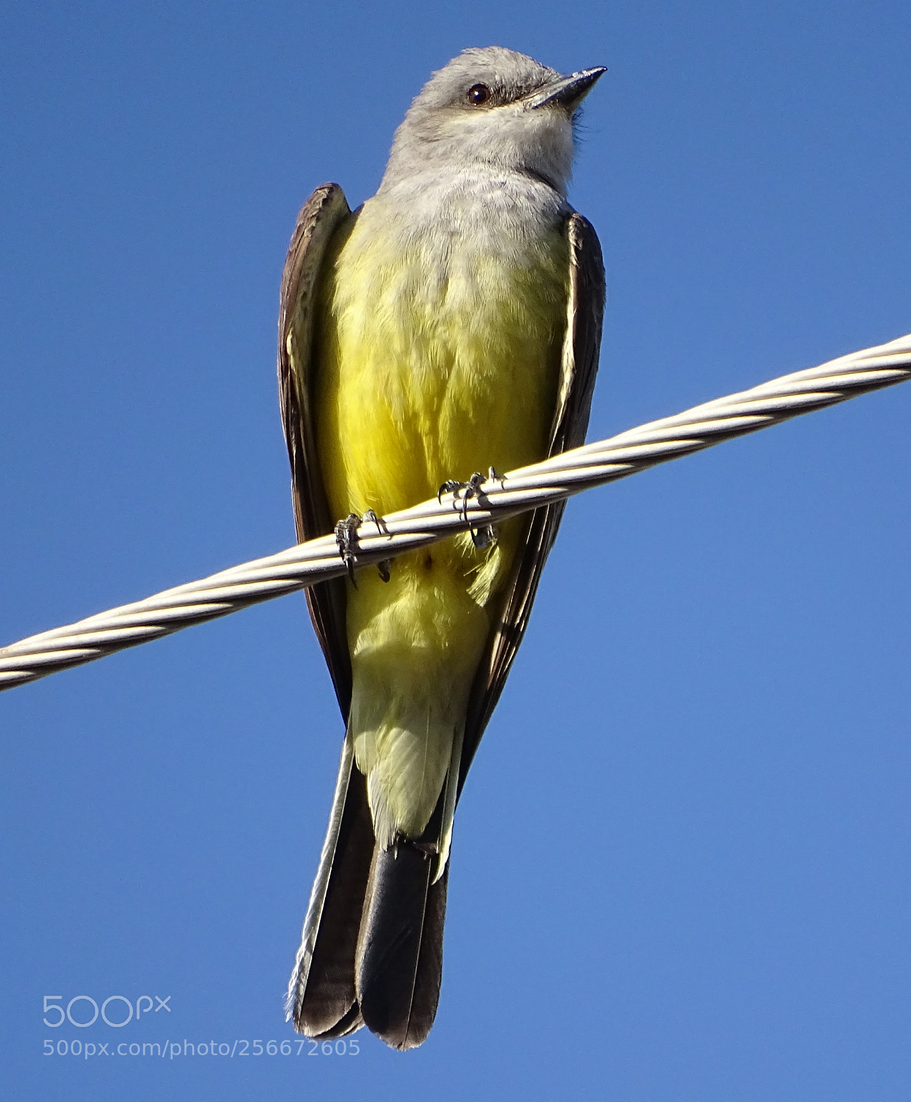 Sony Cyber-shot DSC-HX400V sample photo. Kingbird photography