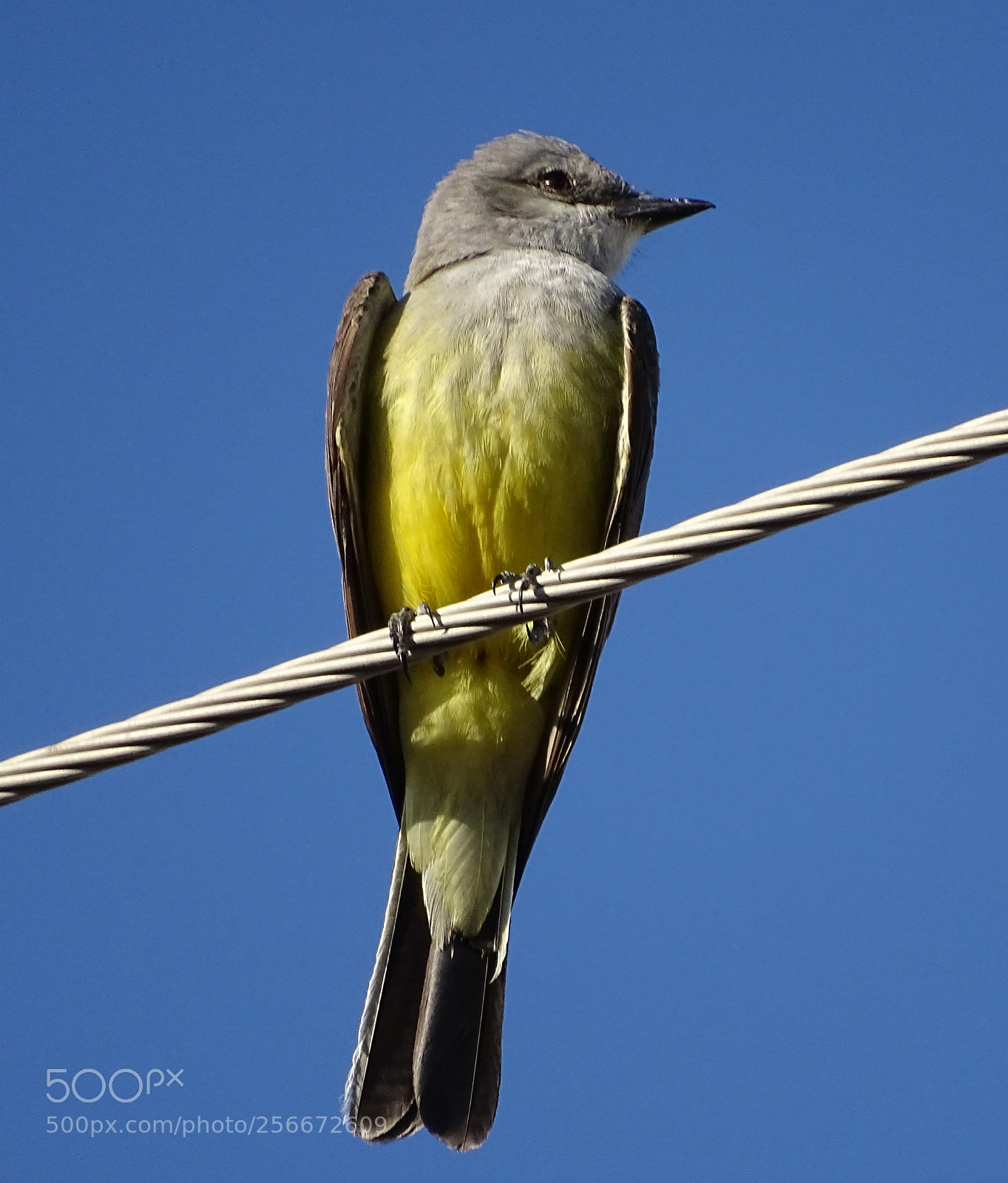 Sony Cyber-shot DSC-HX400V sample photo. Kingbird photography