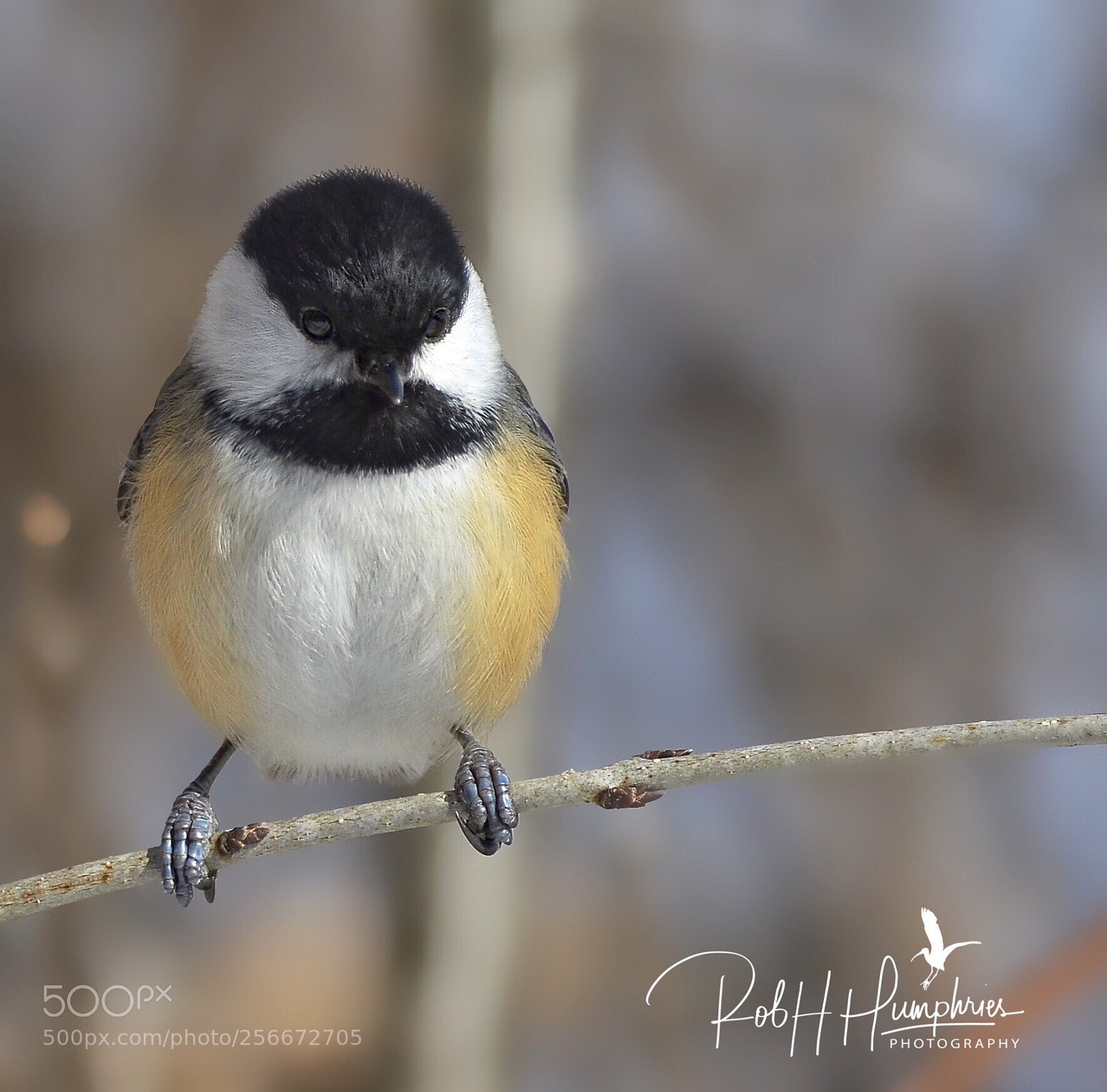 Nikon D7000 sample photo. Chickadee photography