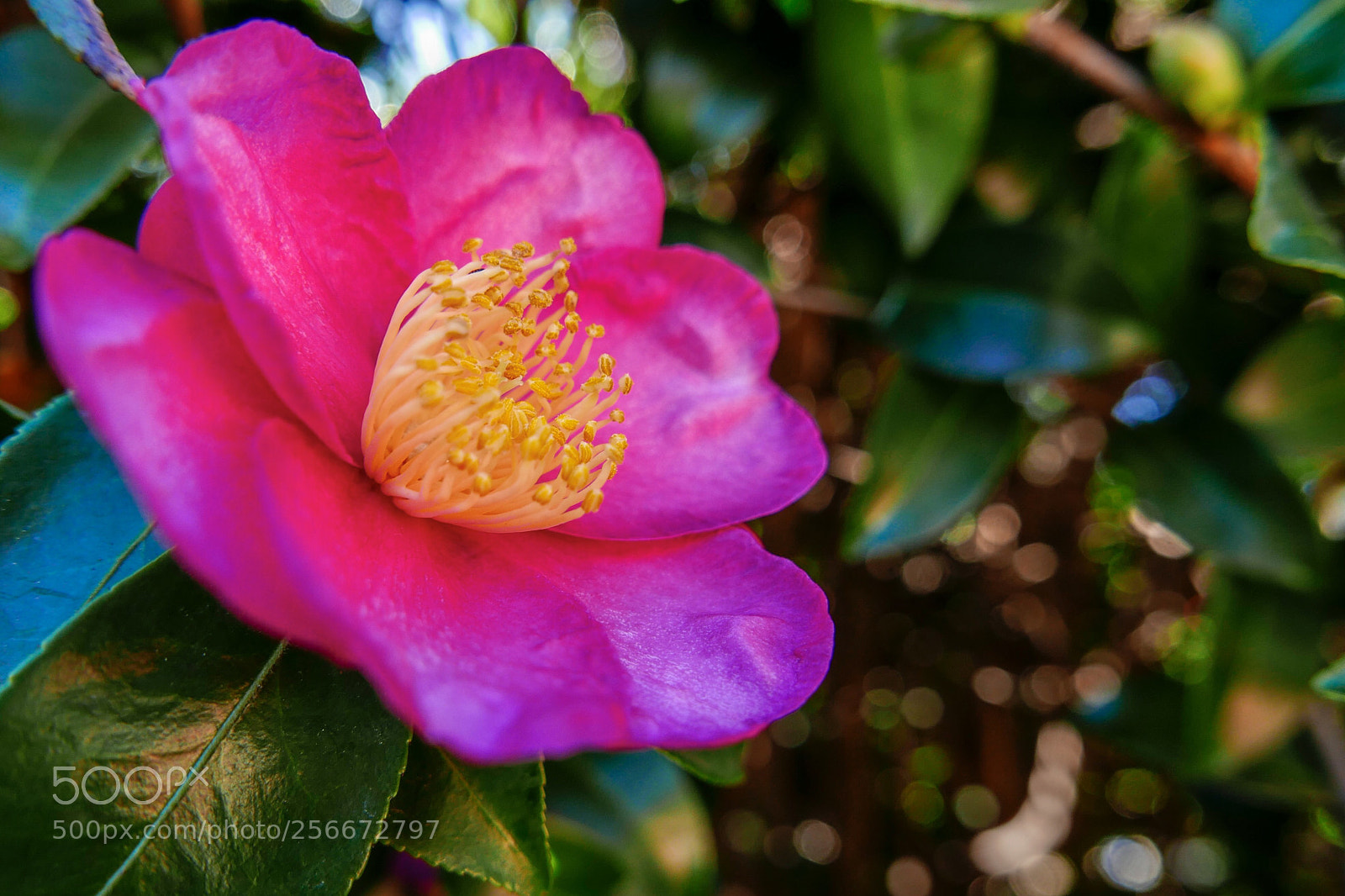 Leica D-Lux (Typ 109) sample photo. The camellia  photography