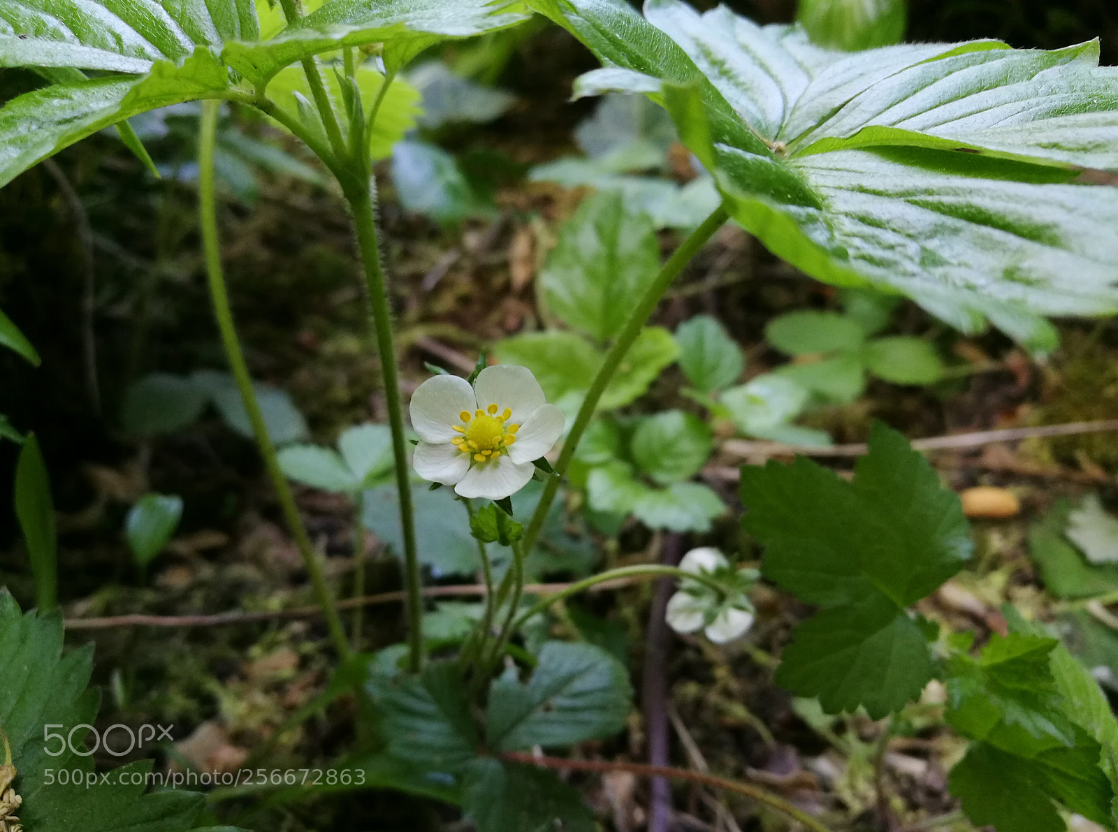 HUAWEI P9 sample photo. Fraisier photography