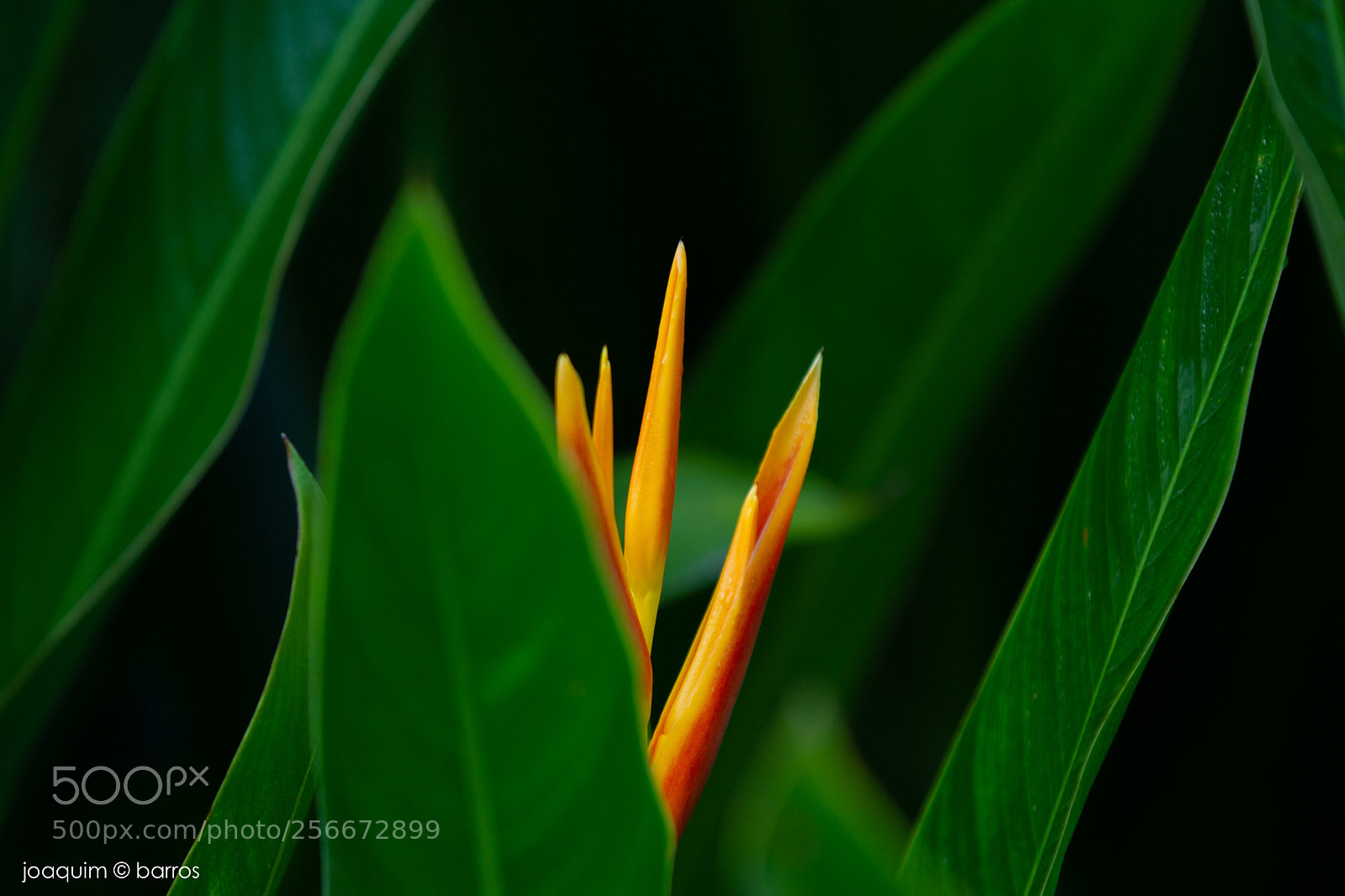 Canon EOS 7D sample photo. Shy sunbird photography
