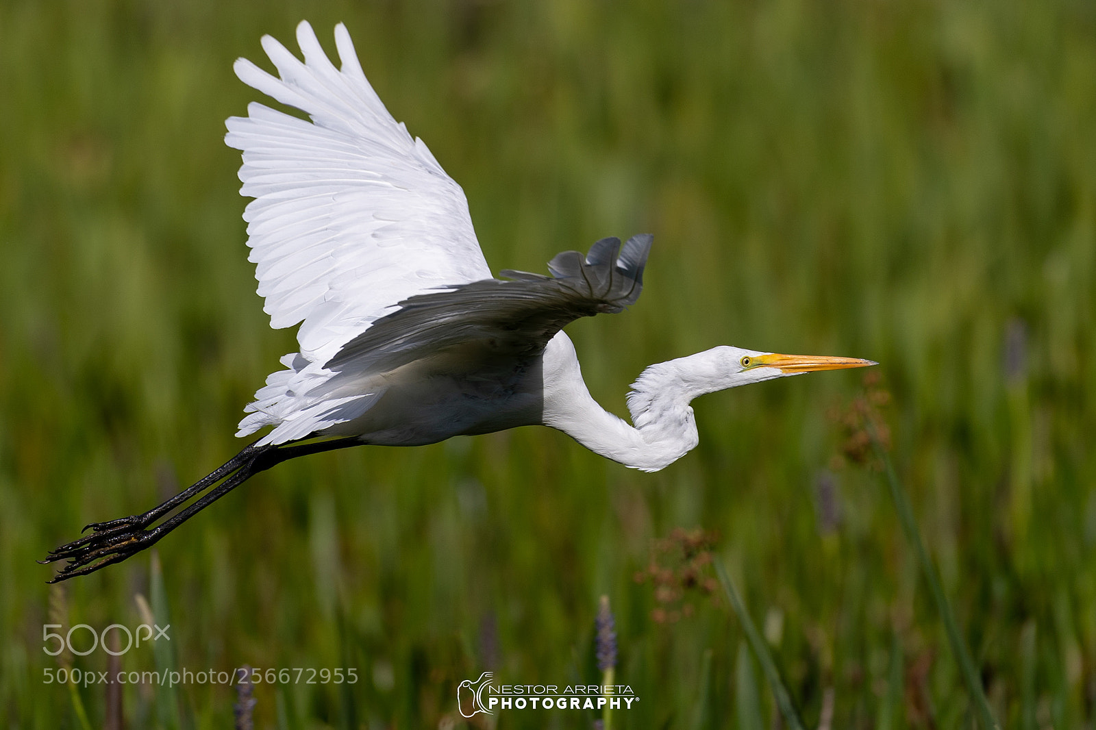 Canon EOS-1D X Mark II sample photo. Great egret photography