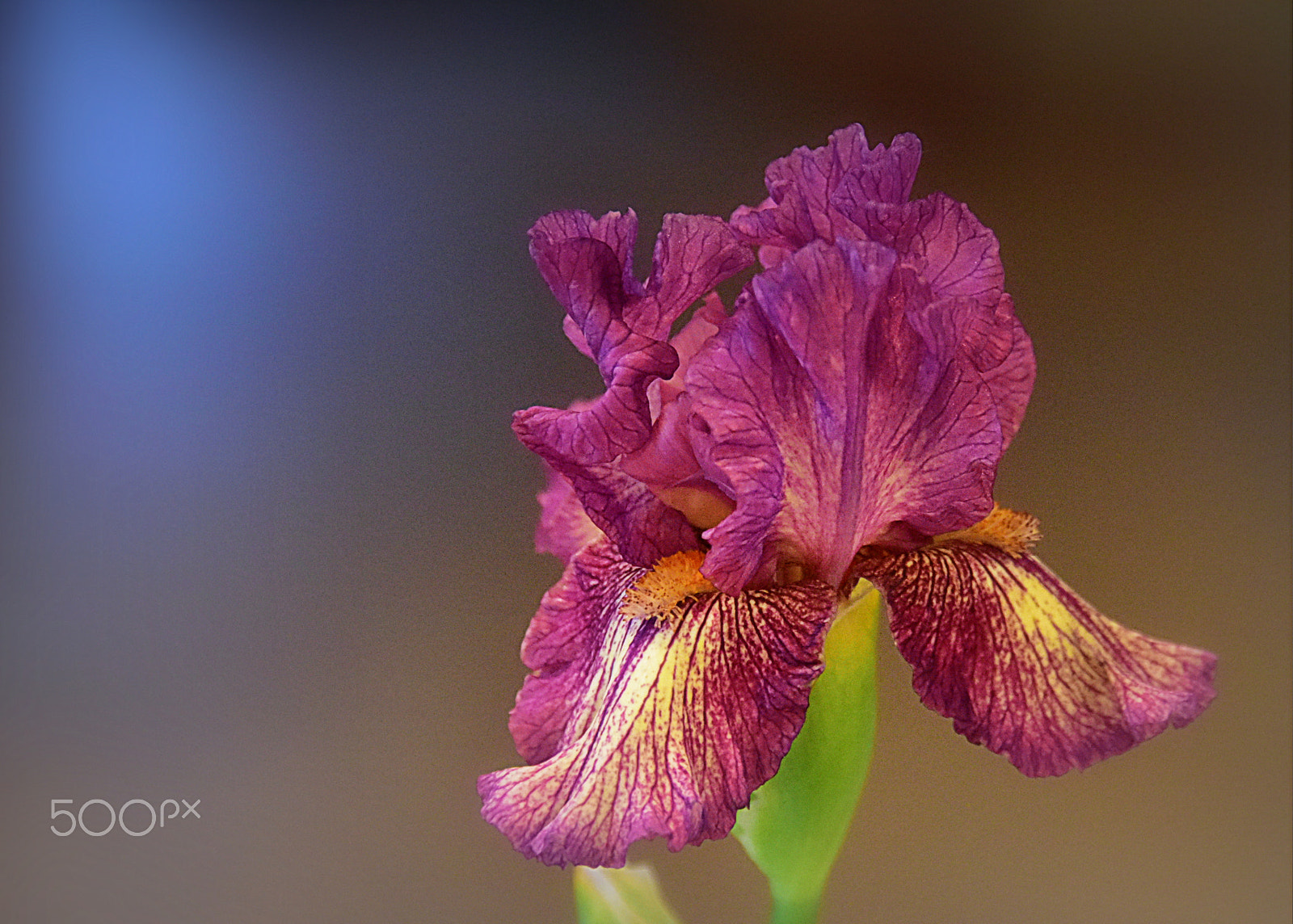Nikon D810 sample photo. Magic warmth of spring photography