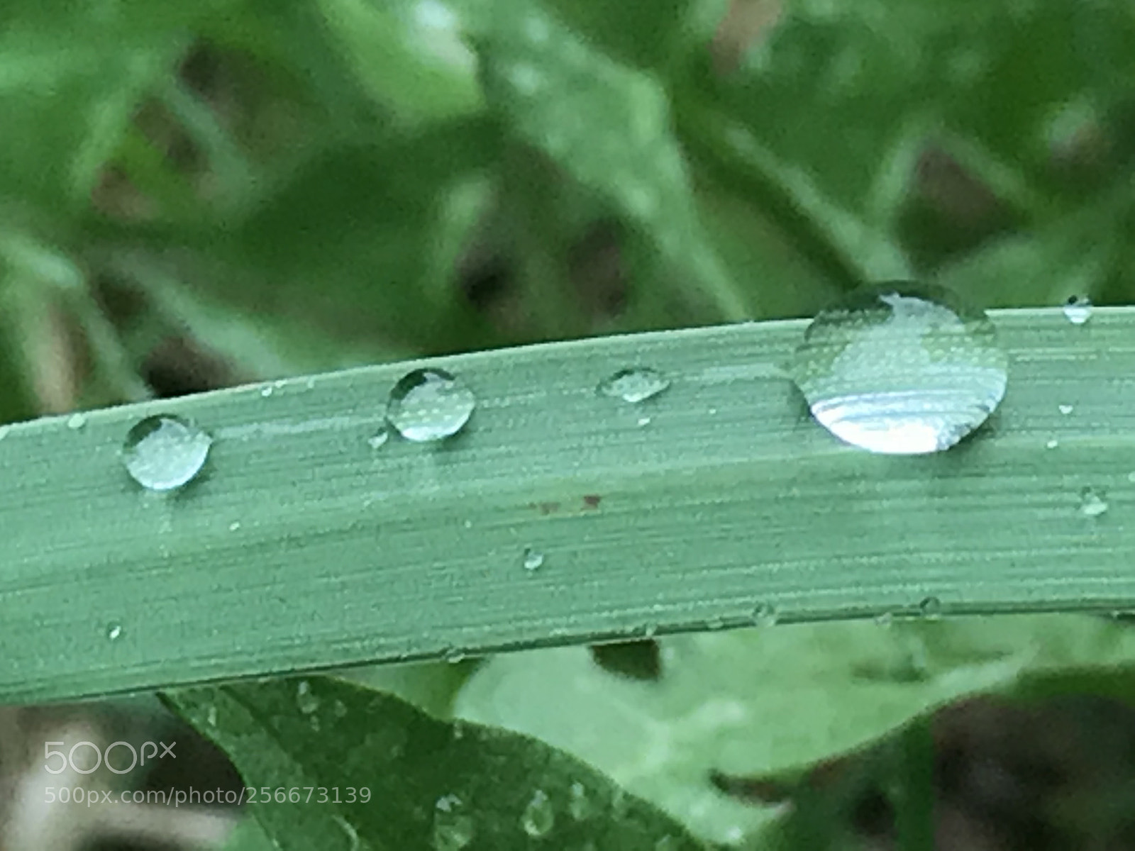 Apple iPhone 7 Plus sample photo. Droplets  photography
