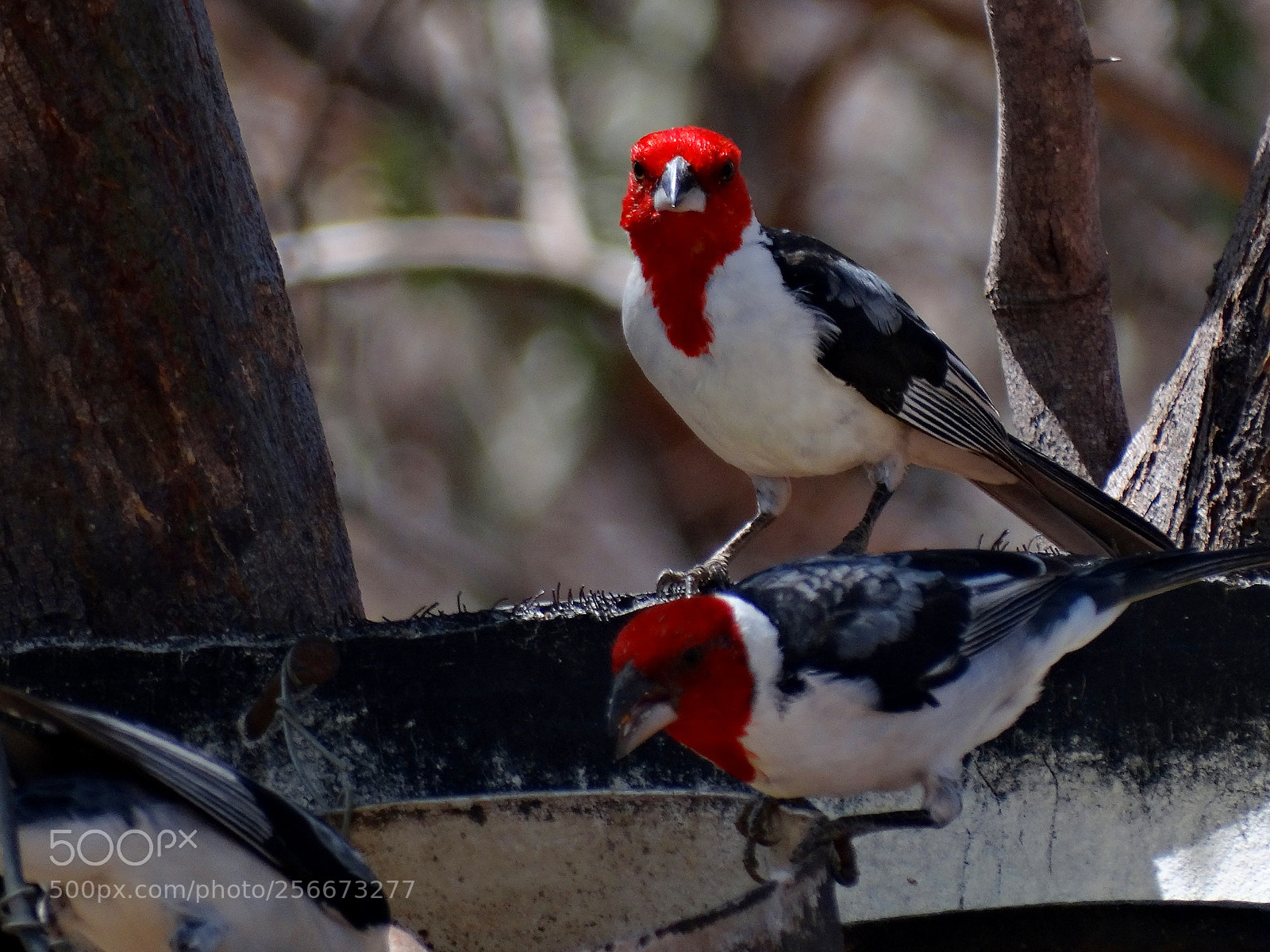 Sony Cyber-shot DSC-HX300 sample photo. Galo de campina photography