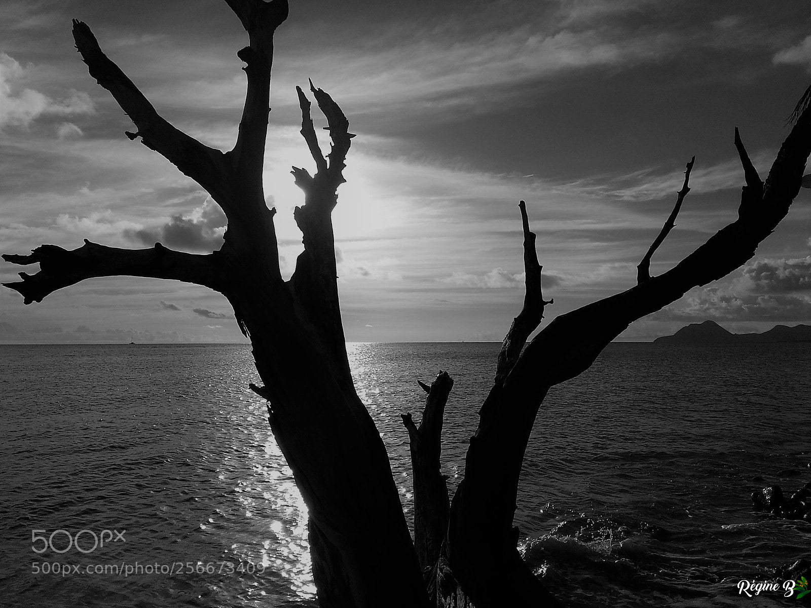 Samsung Galaxy S3 sample photo. Arbre mort sur la photography