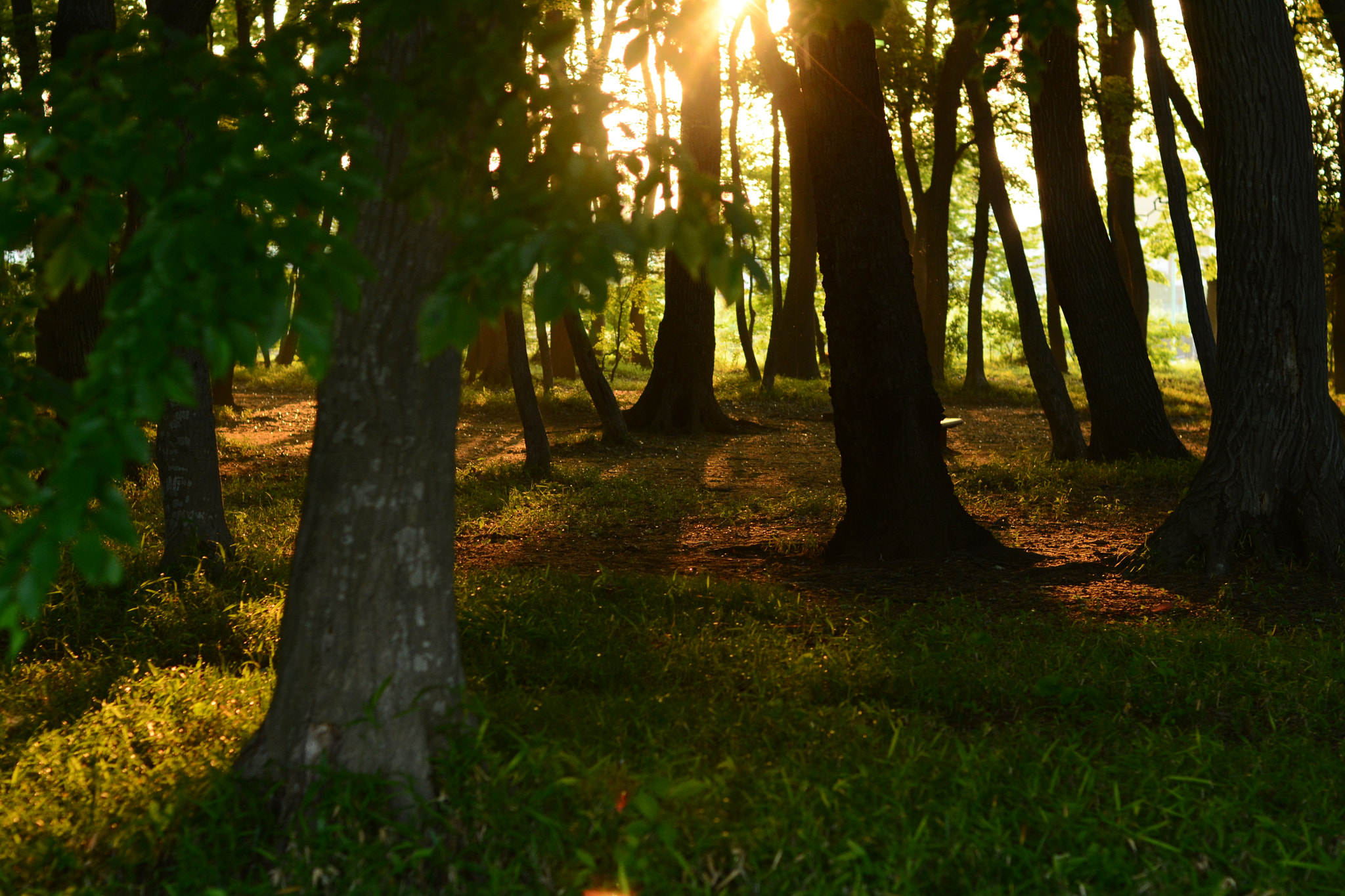 Nikon D7100 + Nikon AF Nikkor 50mm F1.4D sample photo. Komorebi photography