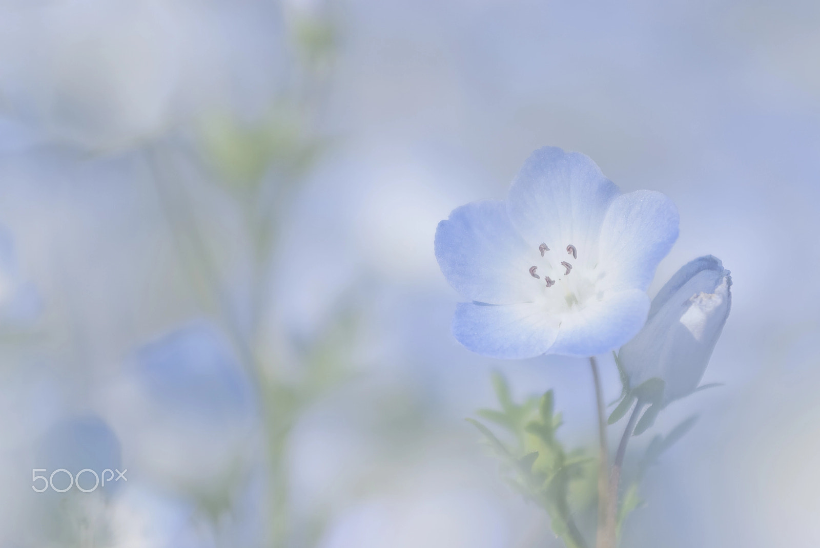 Fujifilm FinePix S5 Pro sample photo. Nemophila photography