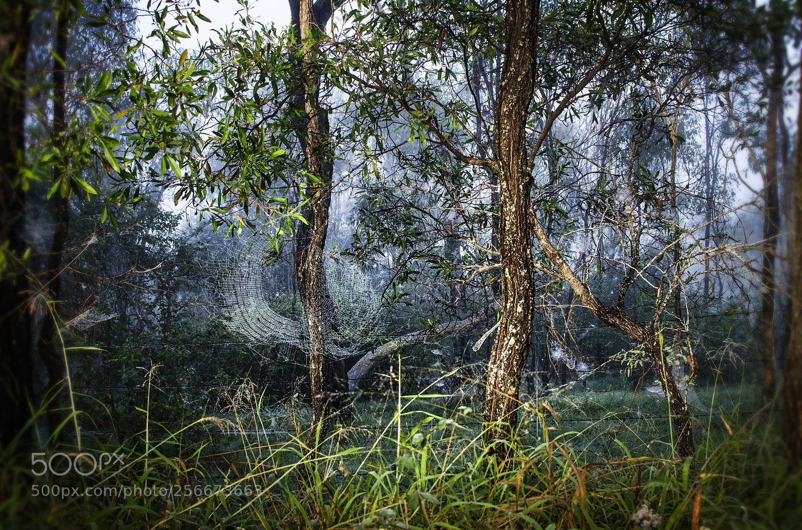 Nikon D7000 sample photo. Dew in the morning photography