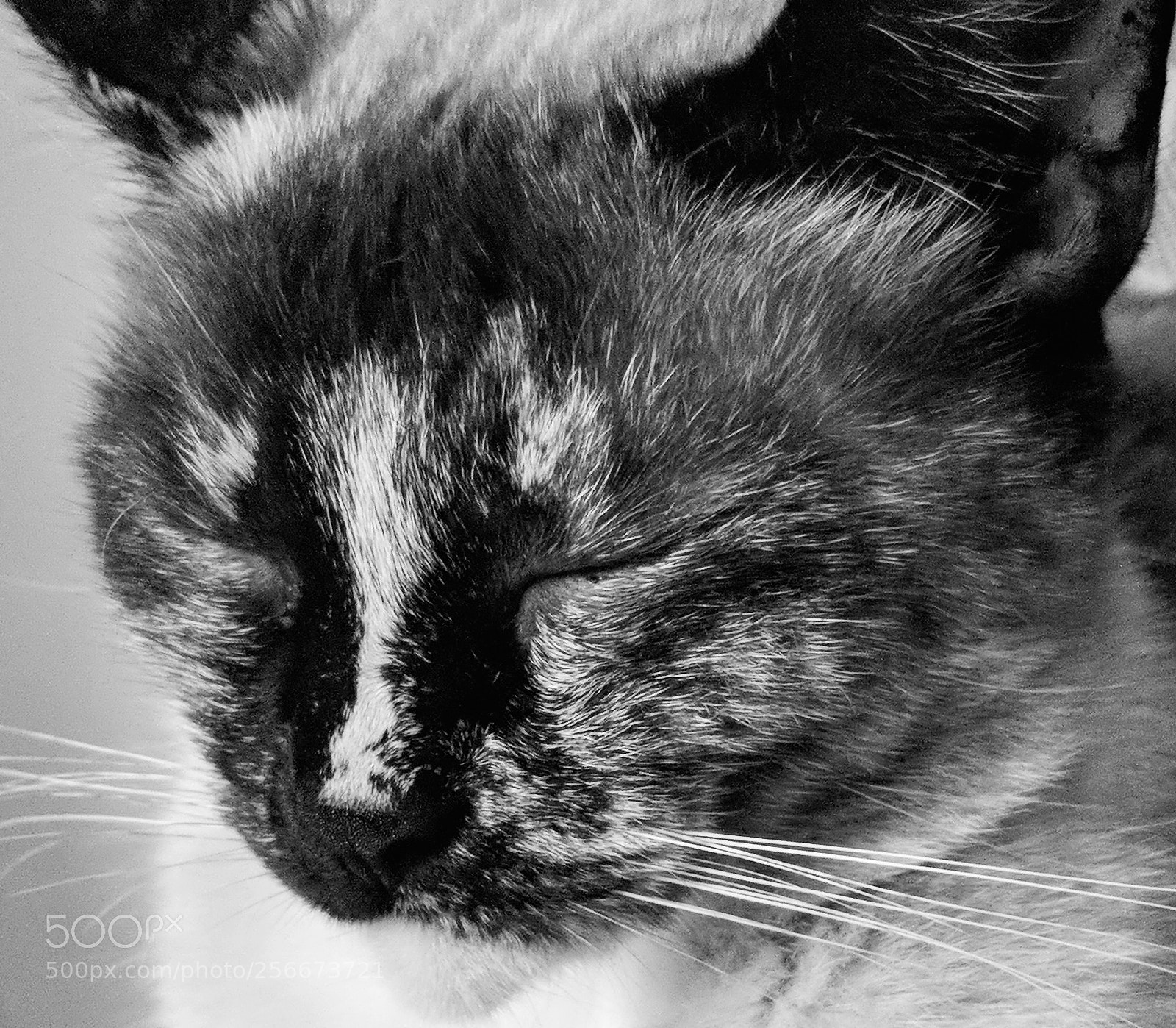 Samsung Galaxy S7 sample photo. Pantucha photography