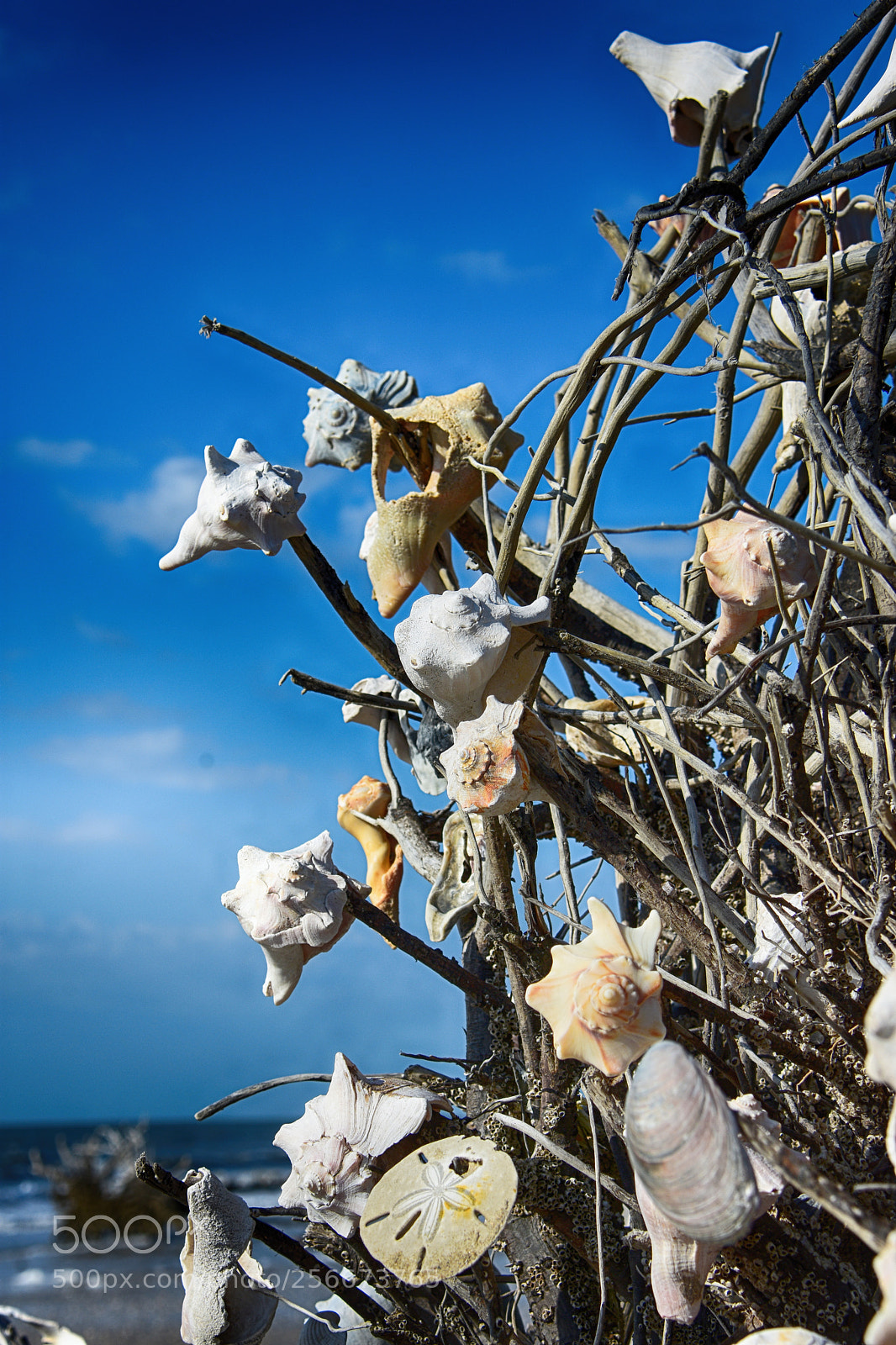 Nikon D7200 sample photo. Shell tree photography