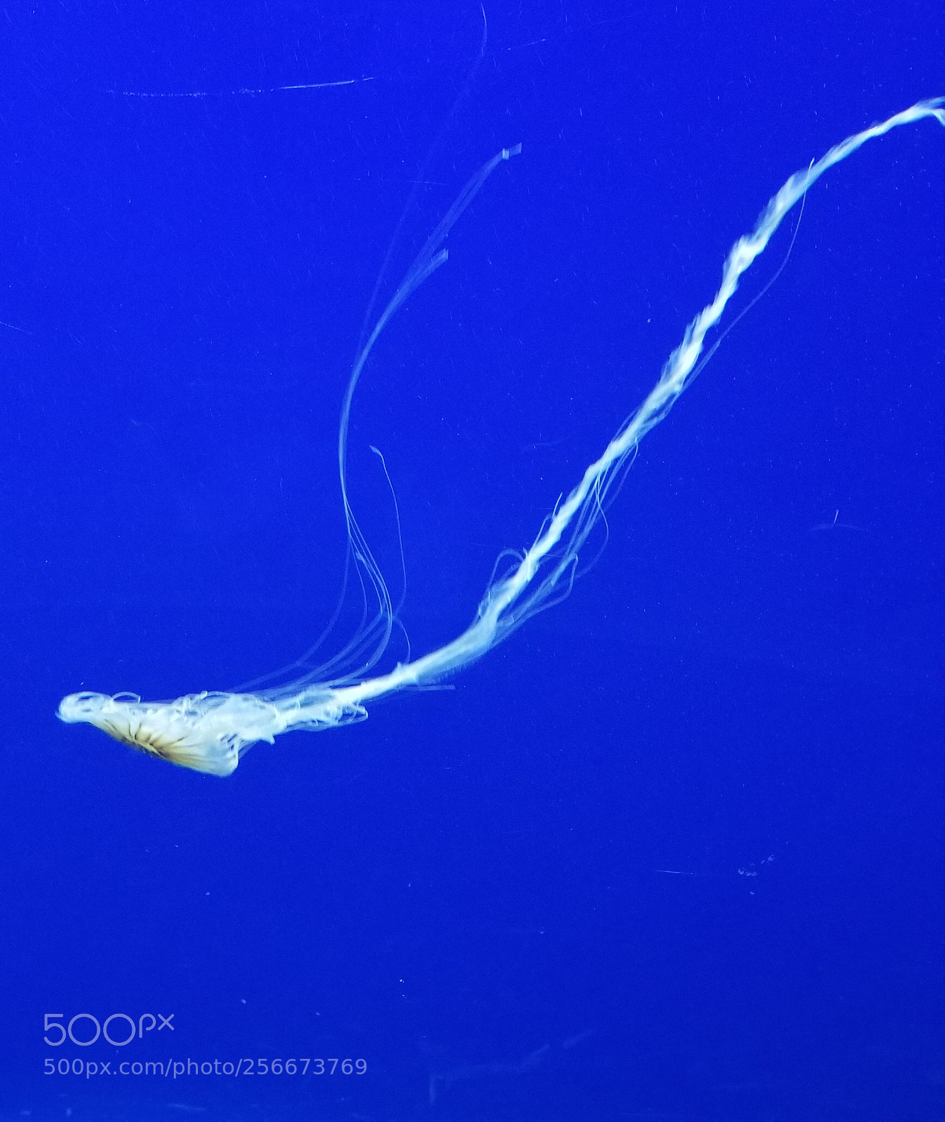 Samsung Galaxy S8+ sample photo. Underwater photography