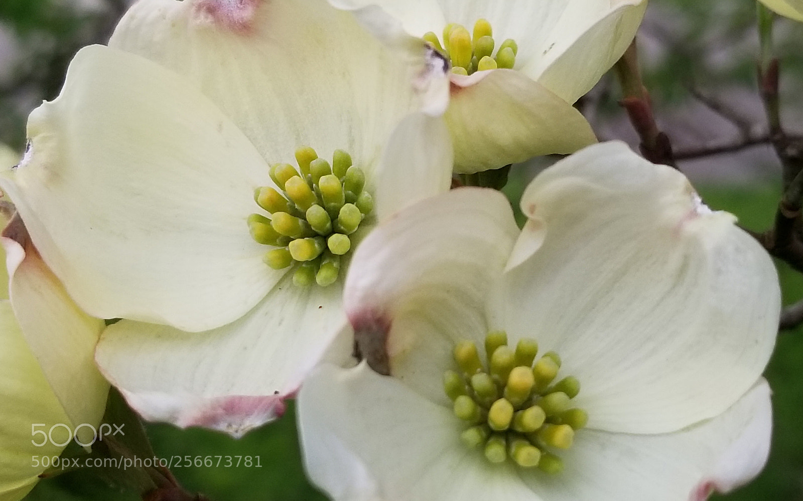 Samsung Galaxy S8+ sample photo. Dogwood together on a photography