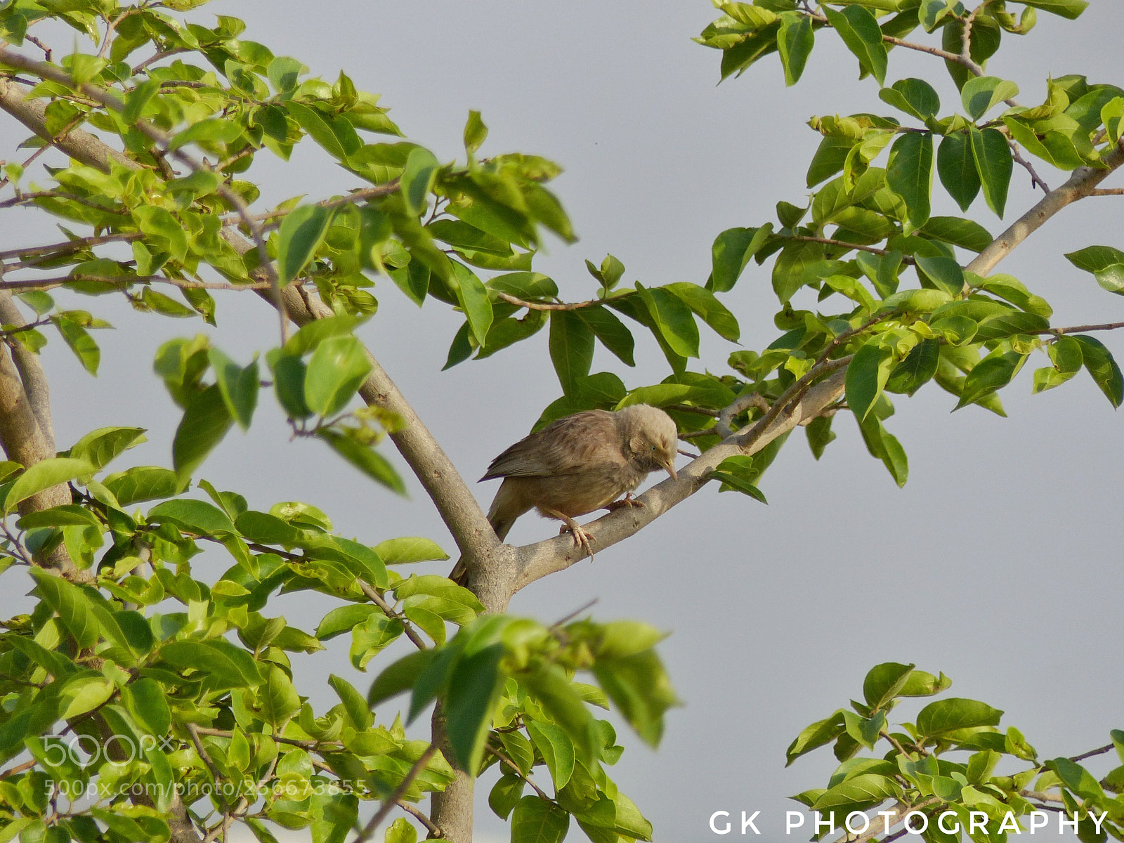 Panasonic Lumix DMC-FZ200 sample photo. Angry bird photography
