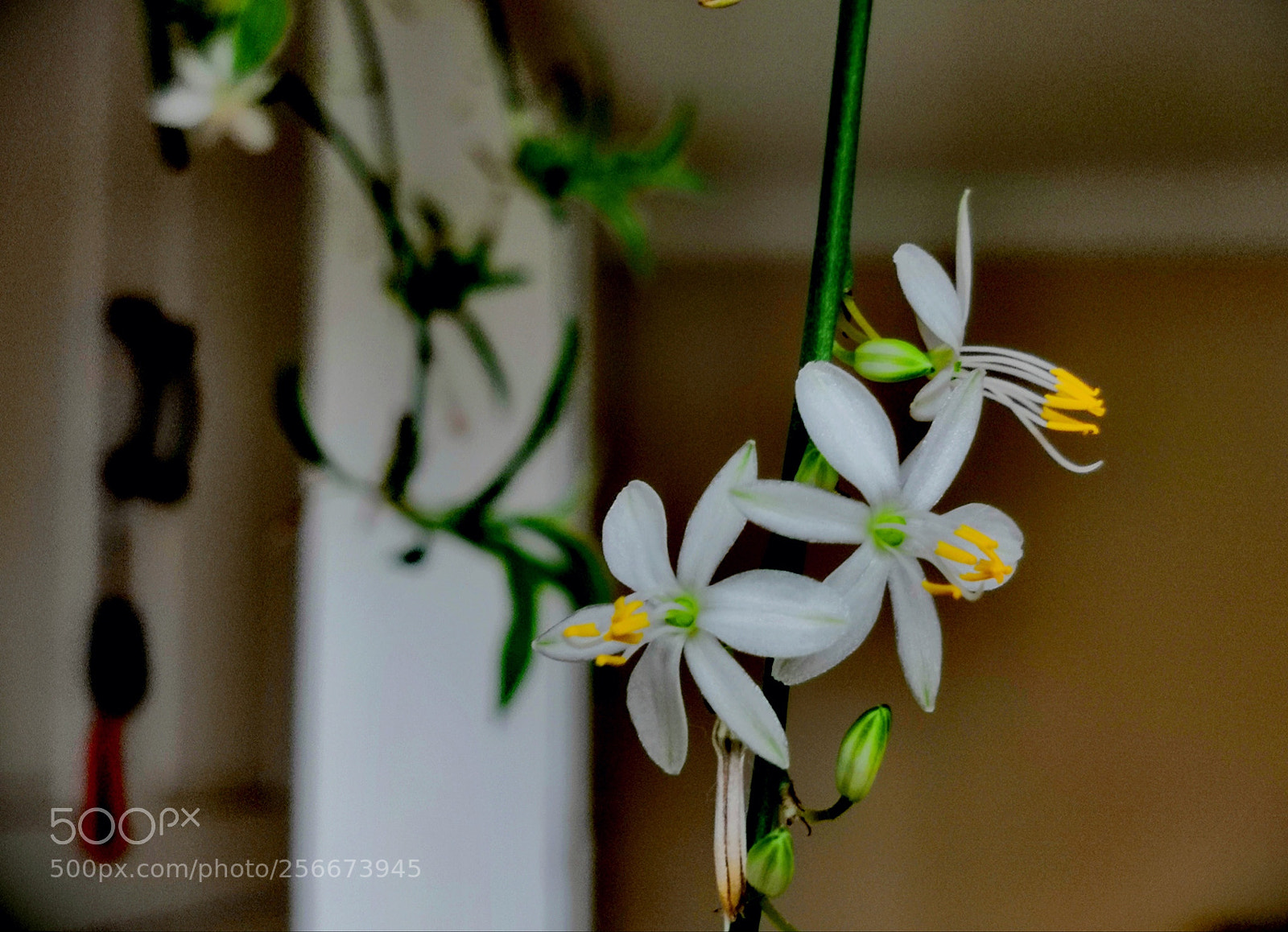HUAWEI Honor 10 sample photo. Small flowers

 photography