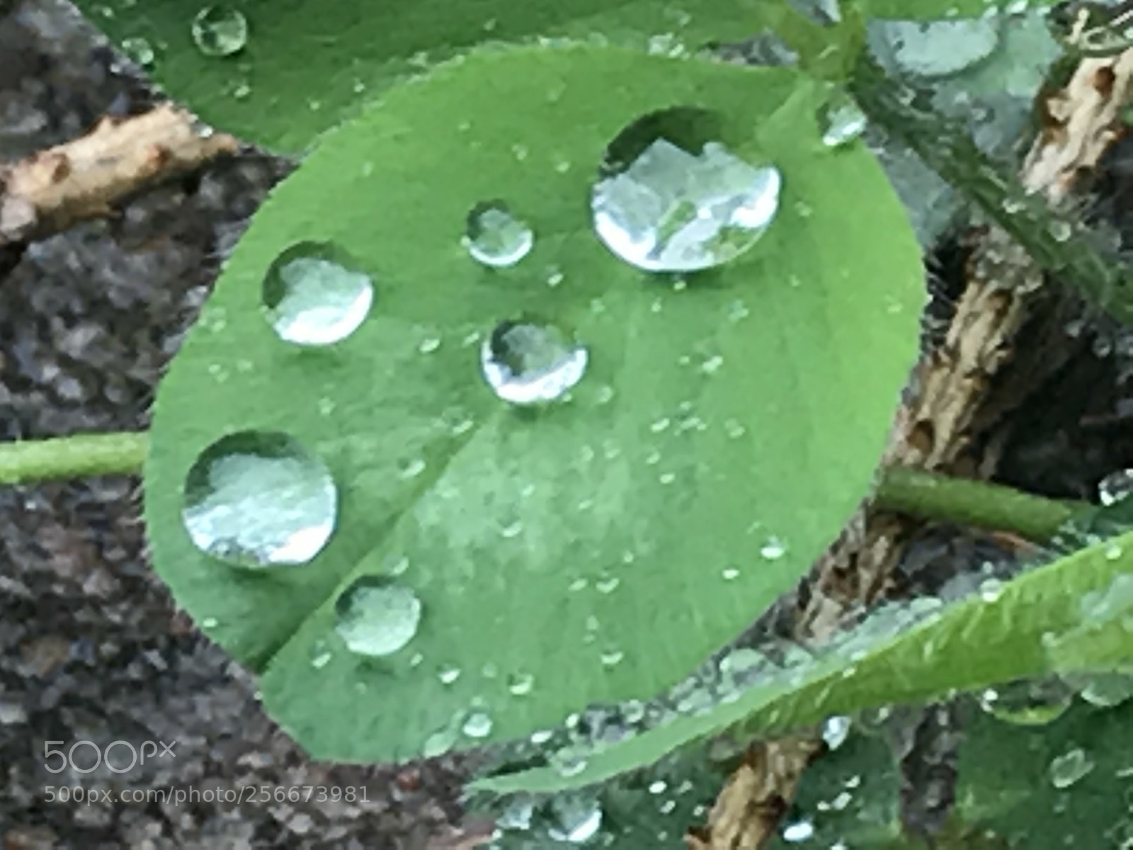 Apple iPhone 7 Plus sample photo. Droplets  photography