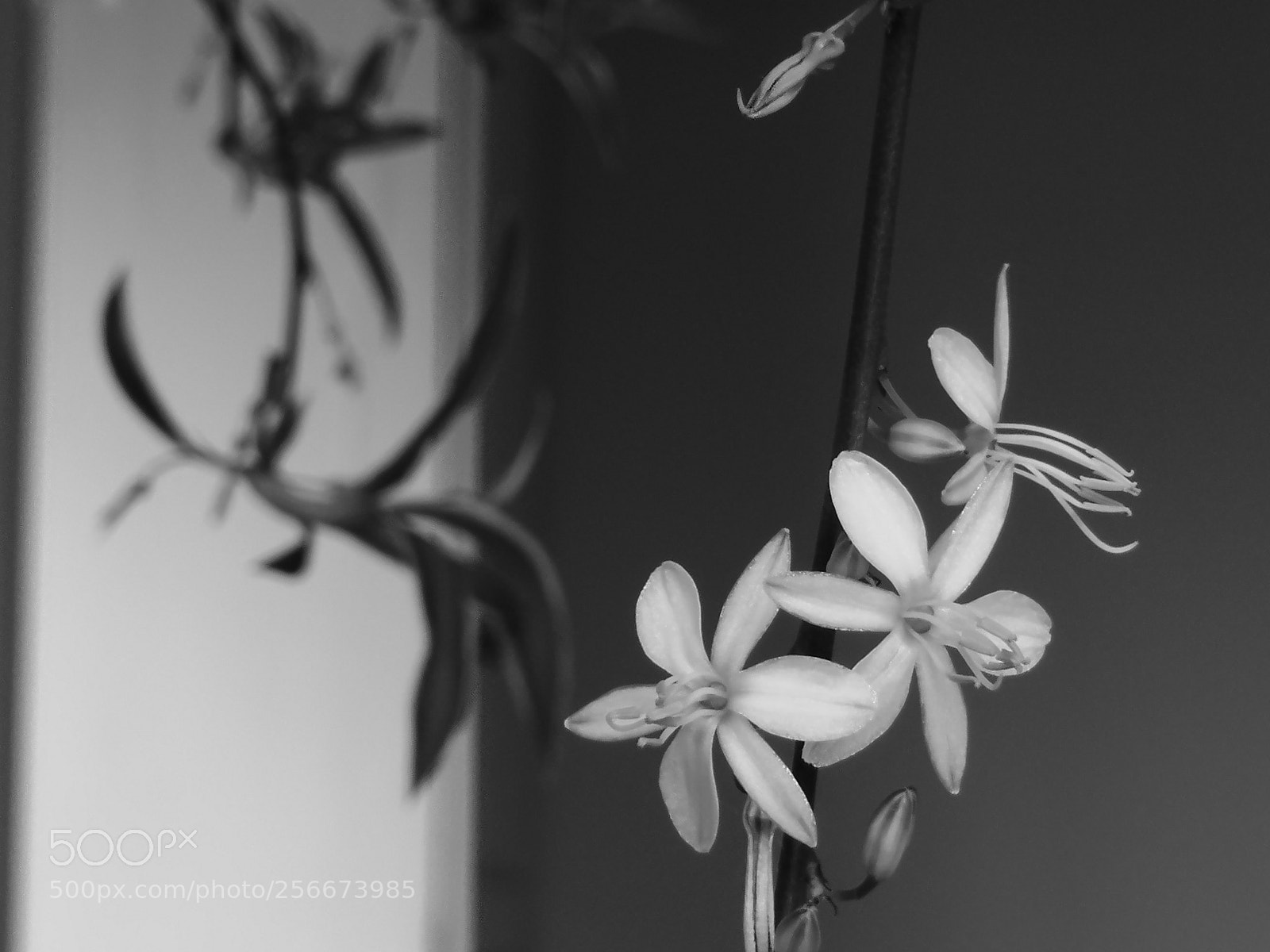 HUAWEI Honor 10 sample photo. Small flowers

(b/w) photography