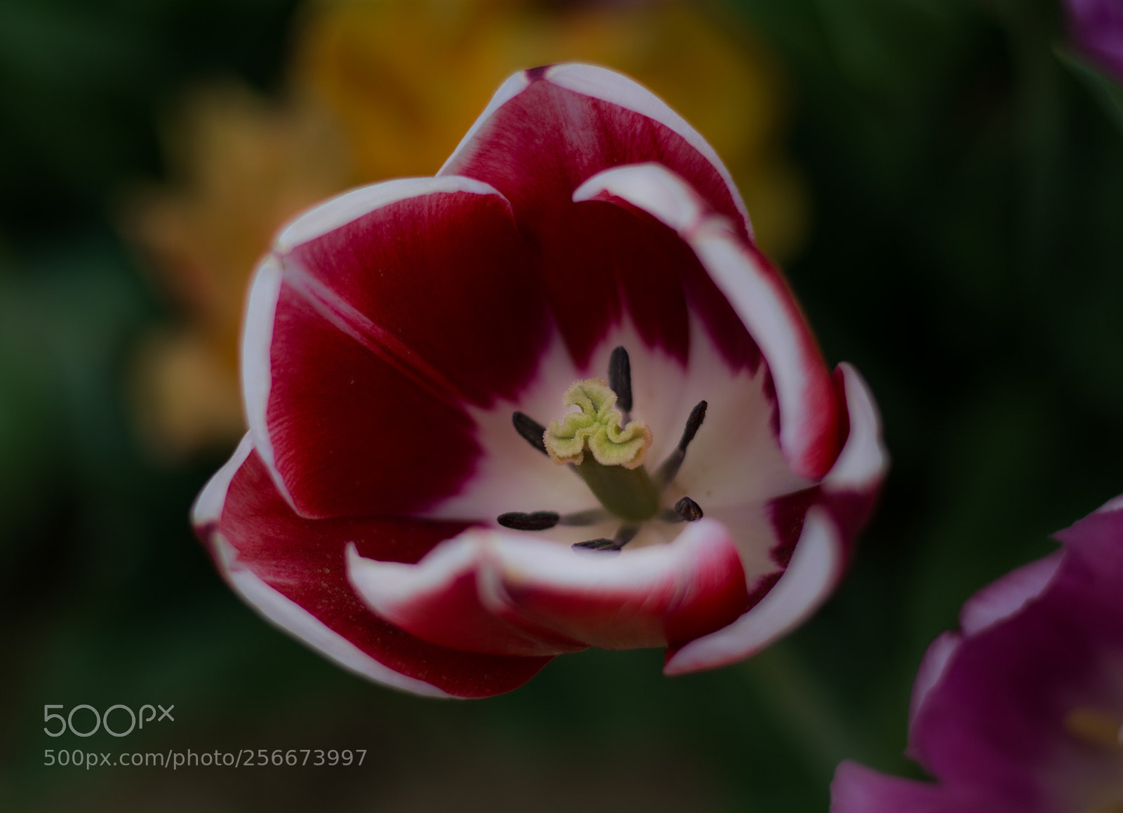 Nikon D5200 sample photo. Tulip festival nj photography