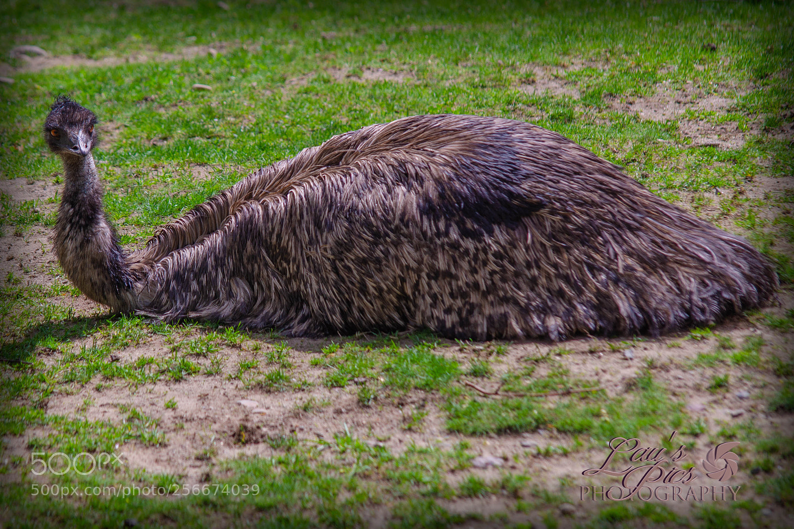 Nikon D7000 sample photo. Emu photography
