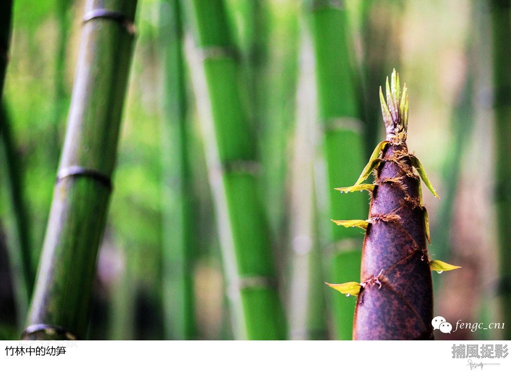 Nikon D800 sample photo. 竹林中的幼笋 photography
