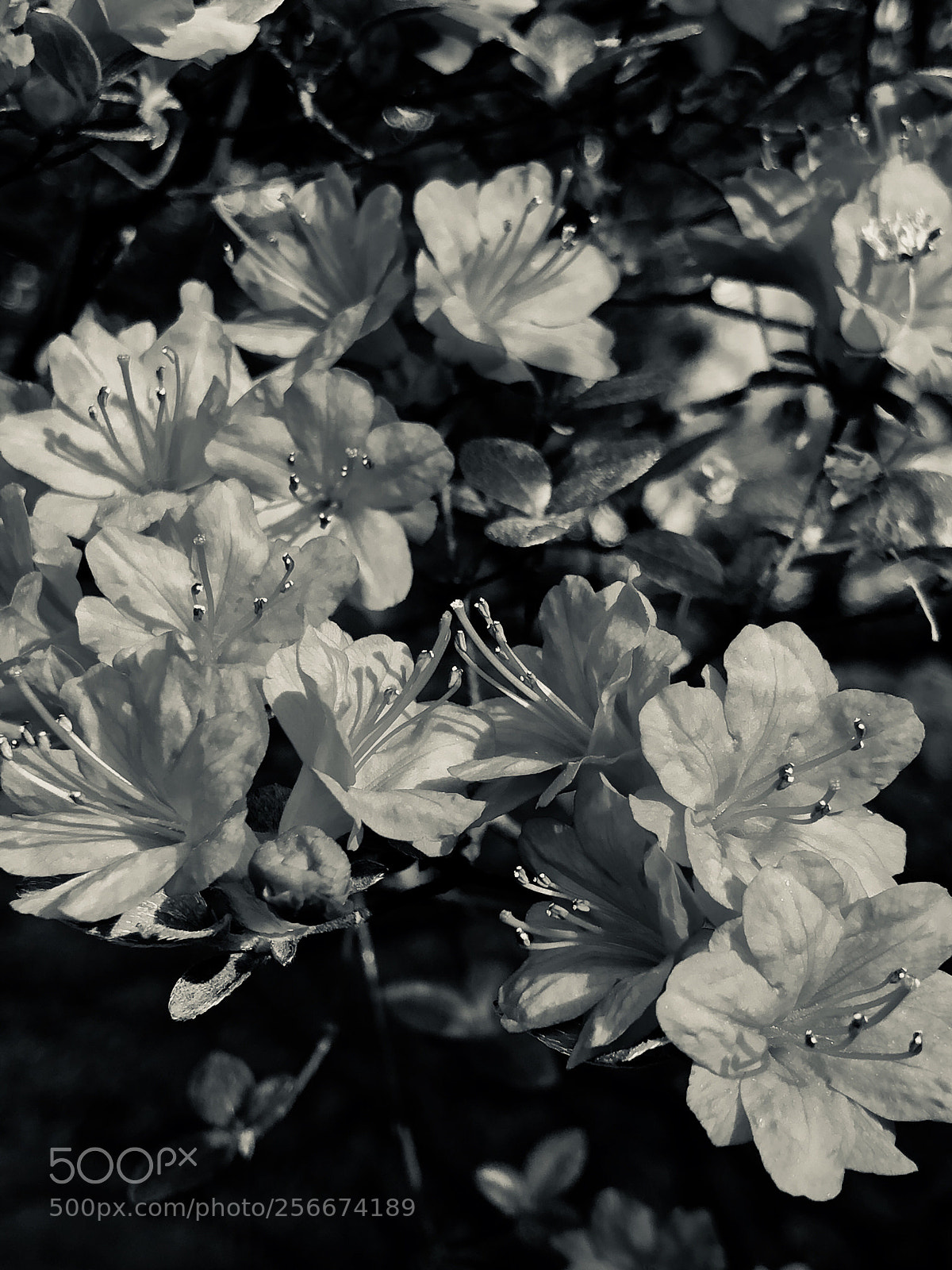 Apple iPhone X sample photo. Azalea 18 photography