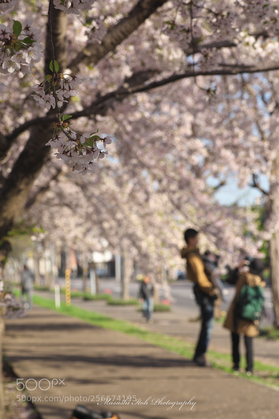 Nikon D610 sample photo. Sakura, yours photography