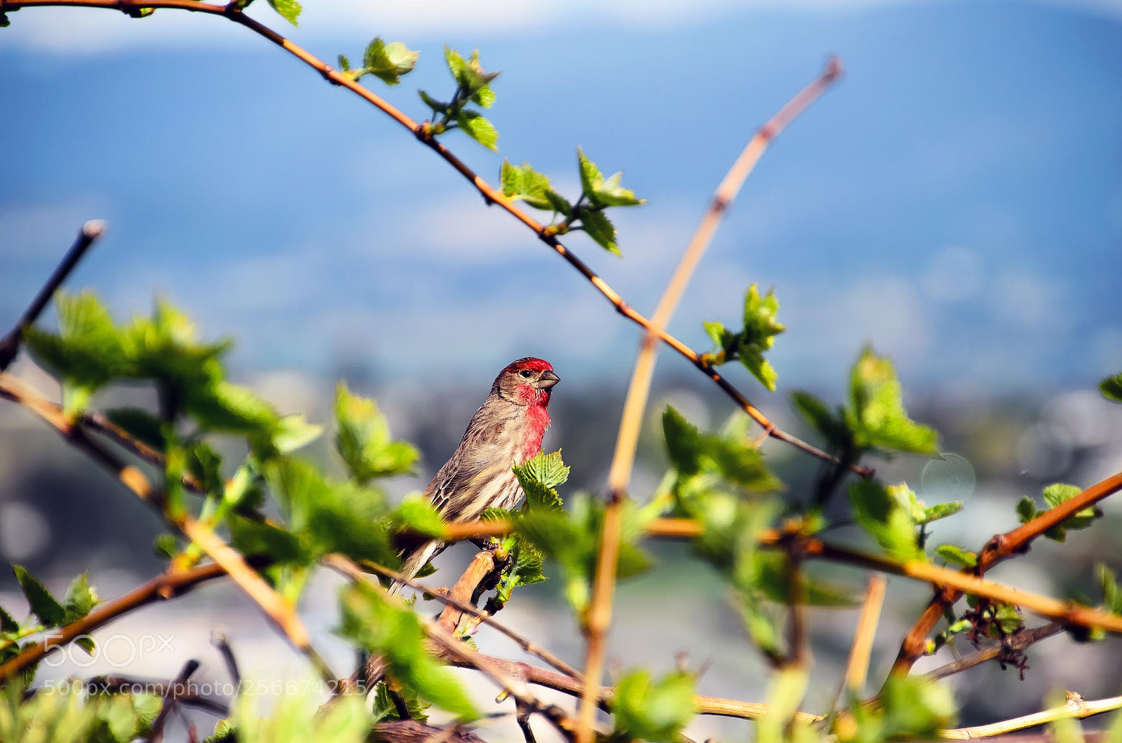 Nikon D5100 sample photo. Birdy photography