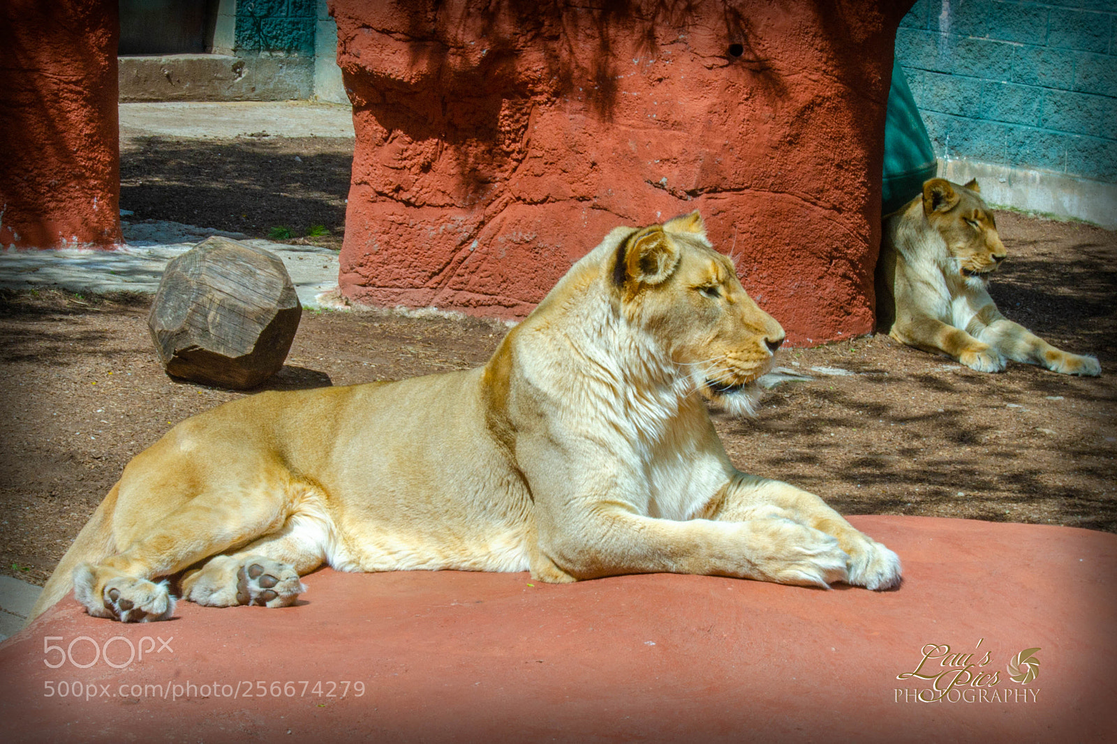 Nikon D7000 sample photo. Lions duo photography