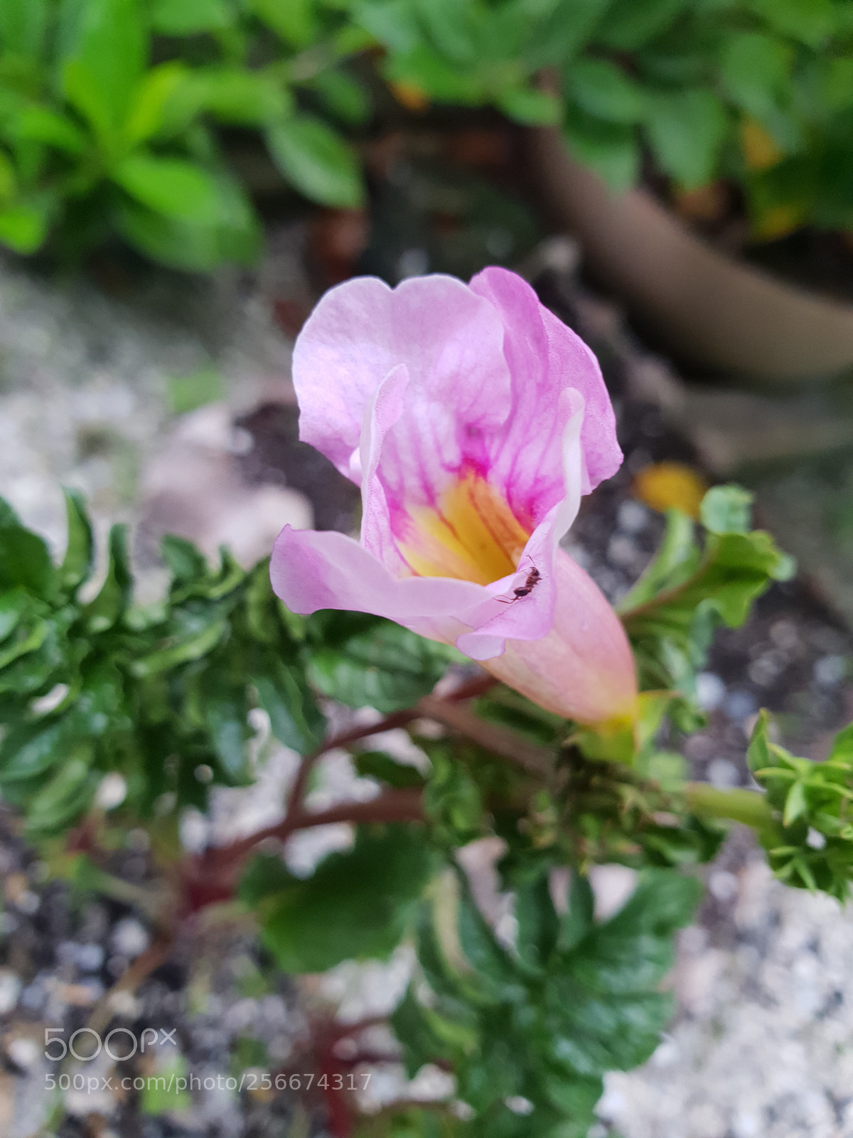 Samsung Galaxy S9+ sample photo. Untitled photography