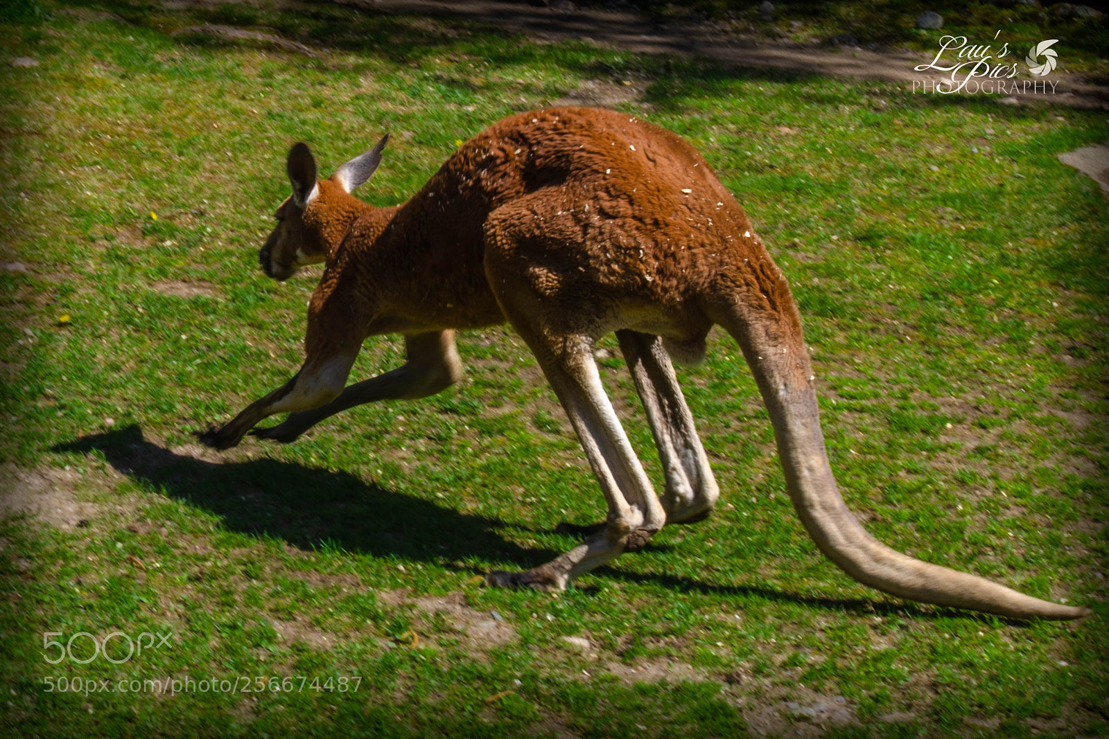 Nikon D7000 sample photo. Kangaroo 1 photography