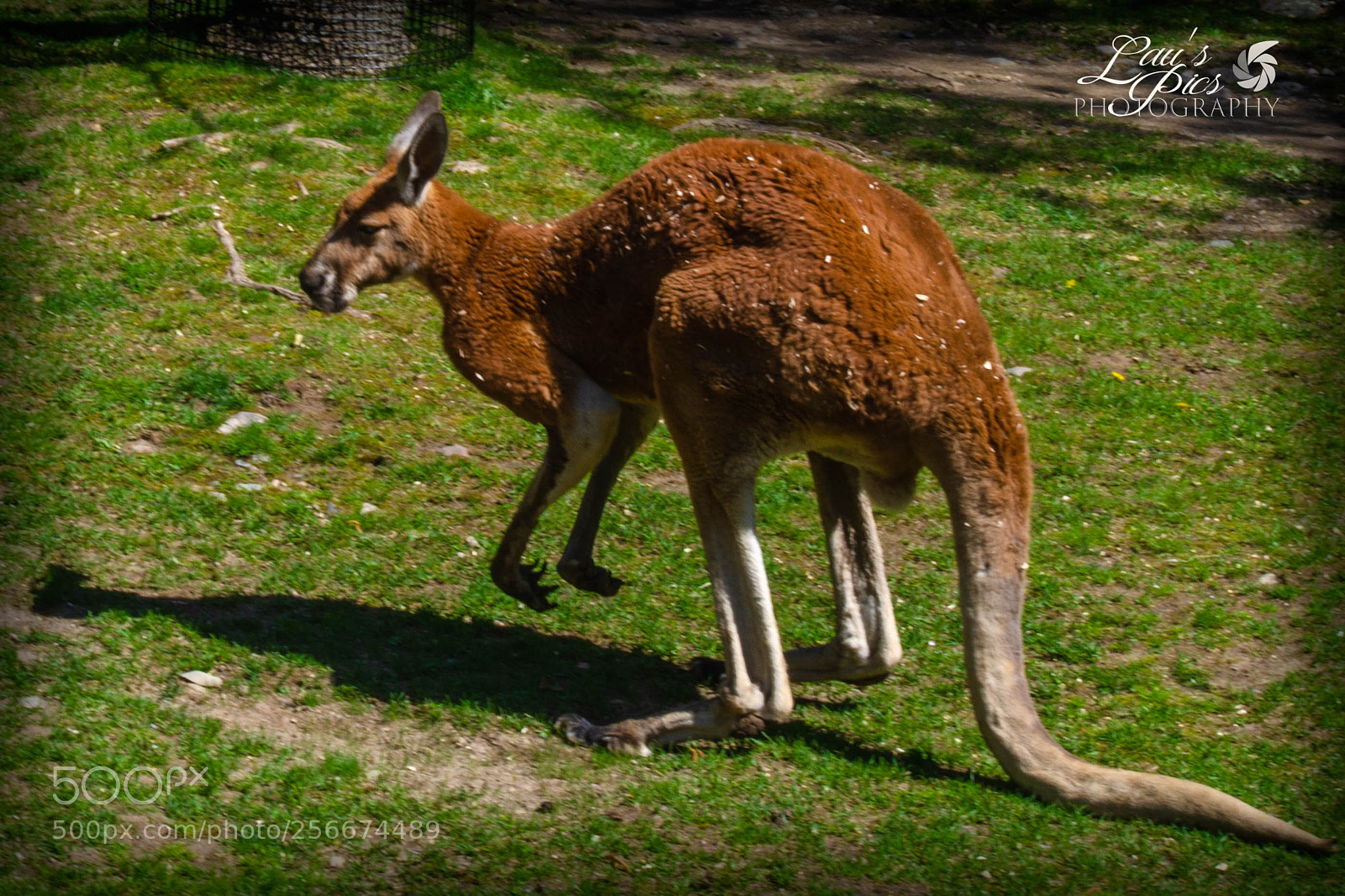 Nikon D7000 sample photo. Kangaroo 2 photography
