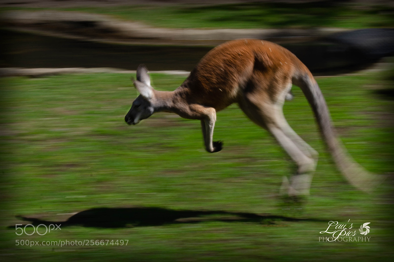 Nikon D7000 sample photo. Kangaroo 3 photography