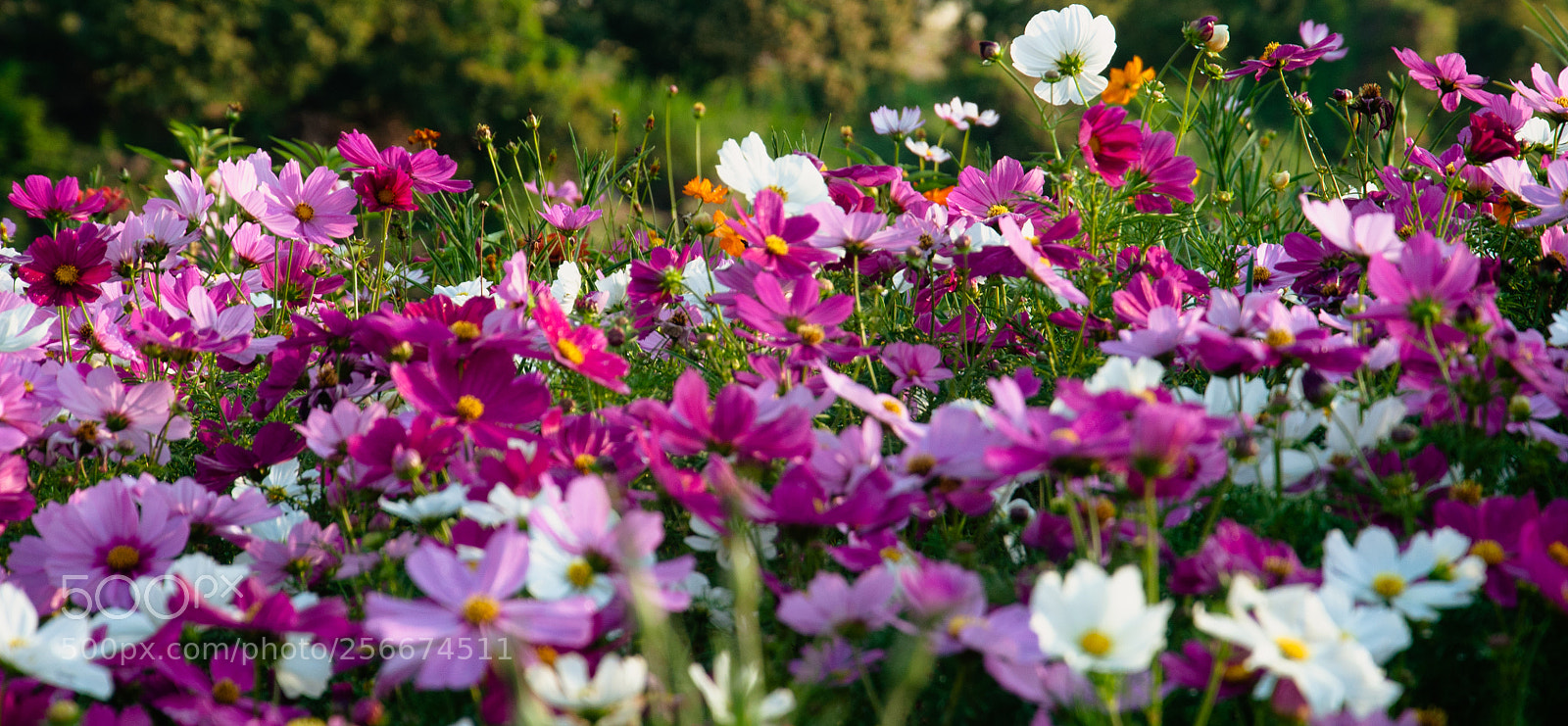 Nikon D90 sample photo. Zhuhai flower garden photography