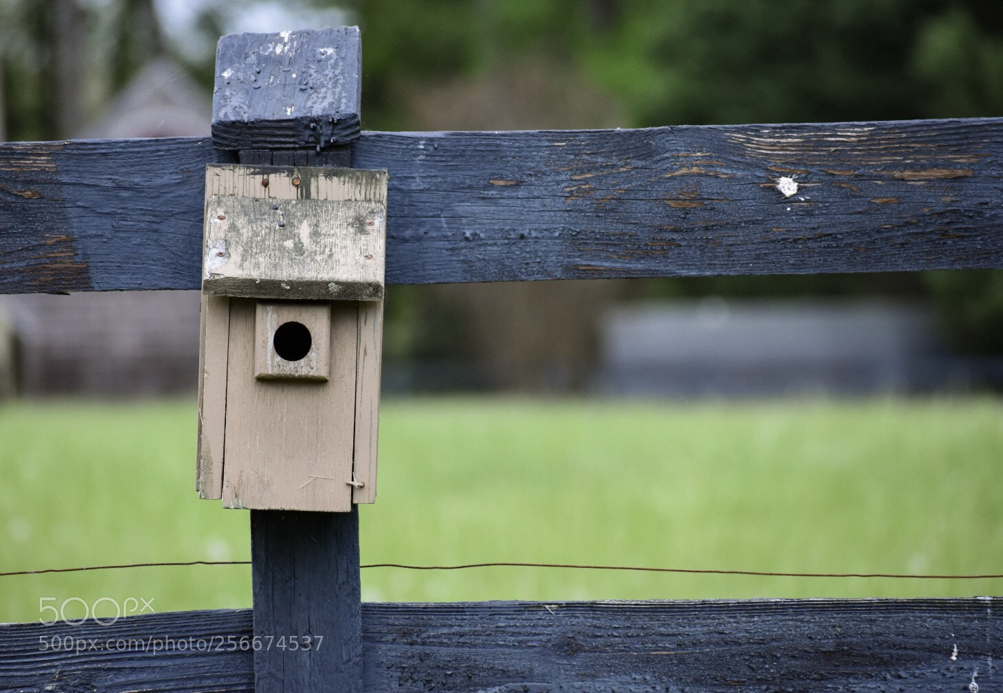 Nikon D3400 sample photo. Birdhouse  photography