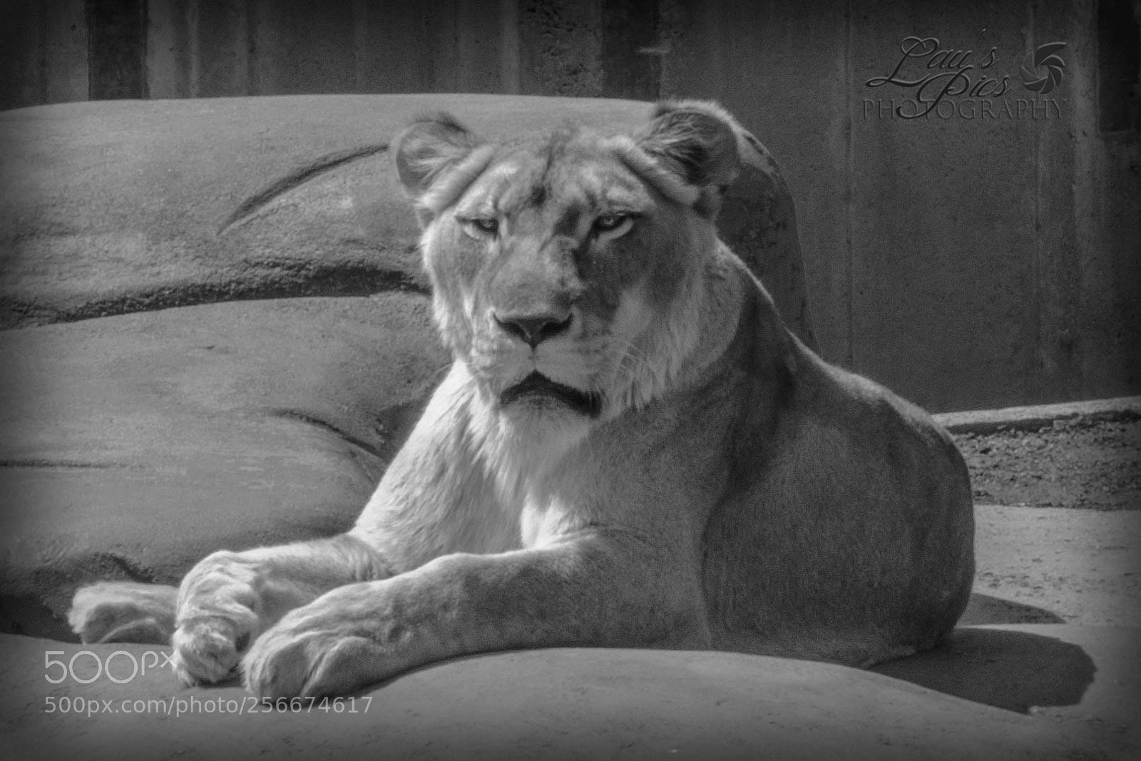 Nikon D7000 sample photo. Lion monochrome photography