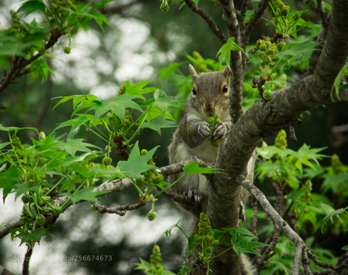 Canon EOS 6D sample photo. My morning breakfast photography