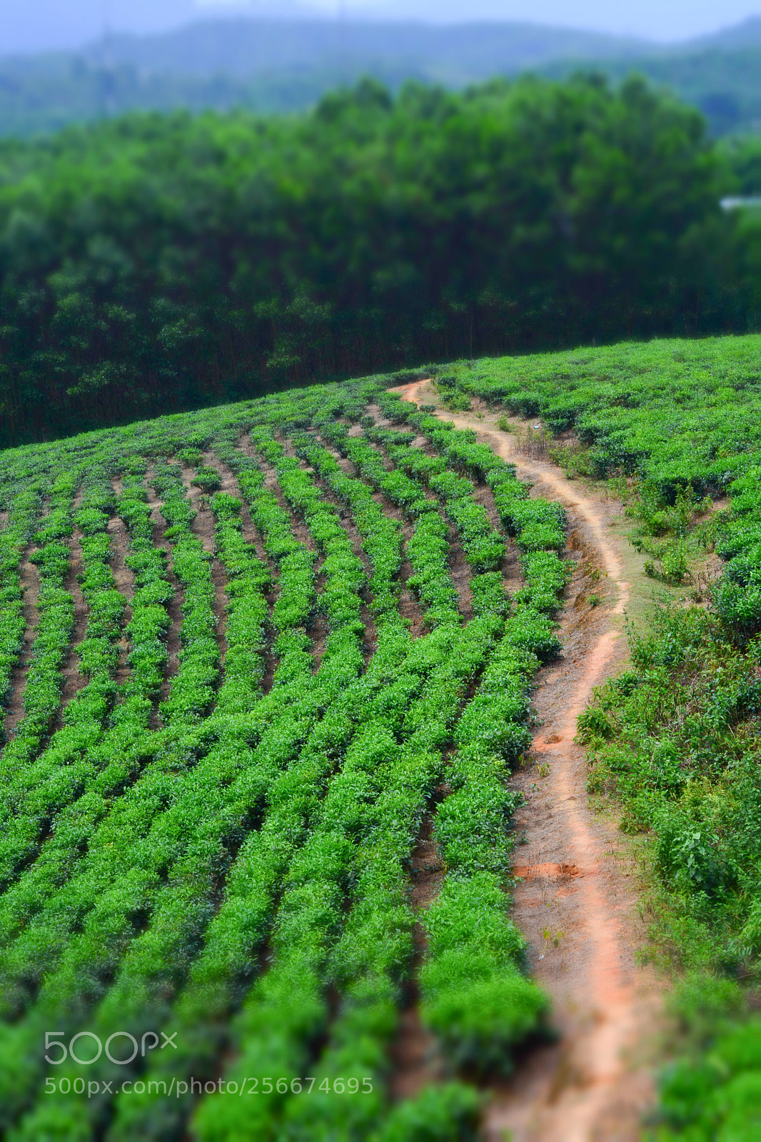 Nikon D7100 sample photo. Camellia sinensis photography