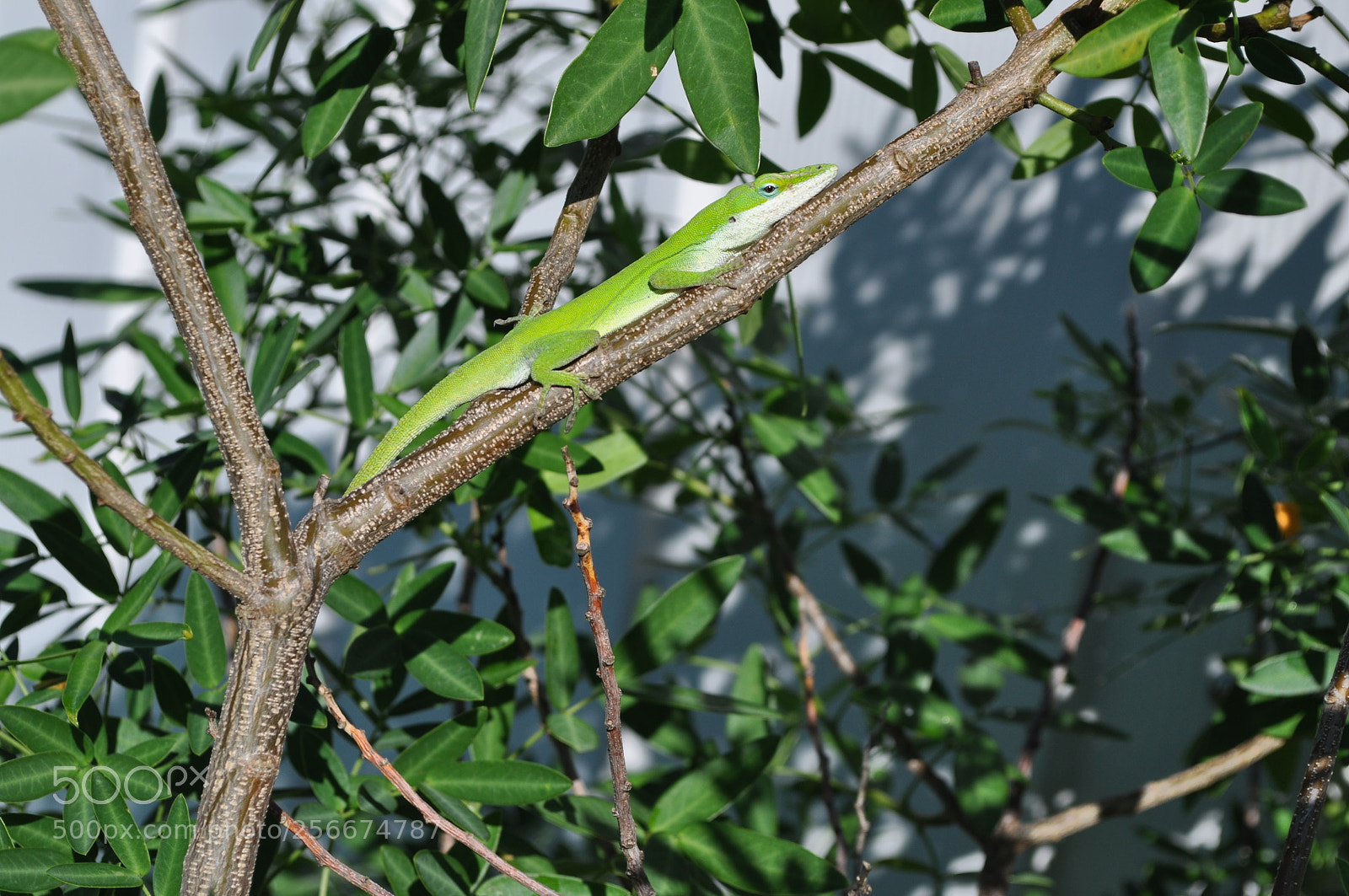 Nikon D5000 sample photo. Green lizard photography