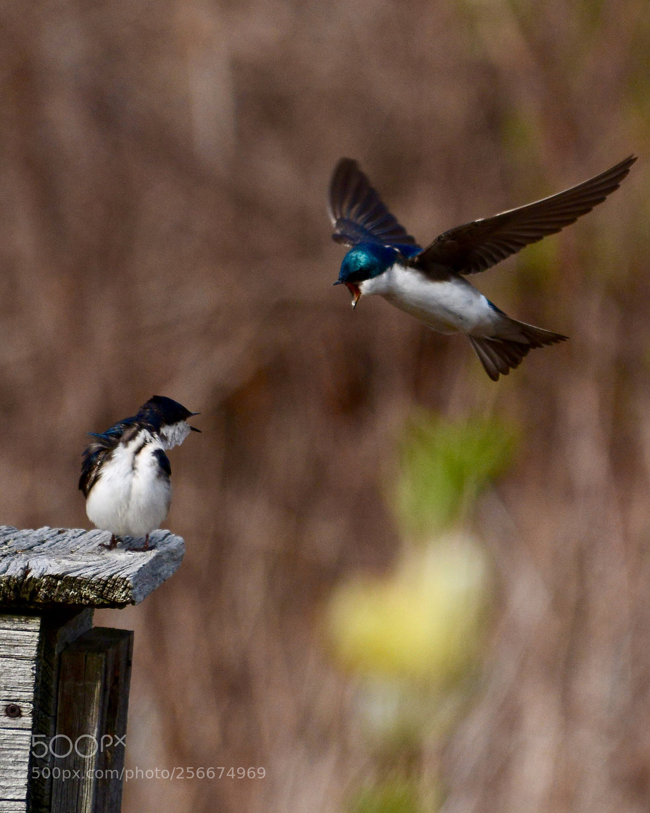 Nikon D7100 sample photo. Altercation  photography