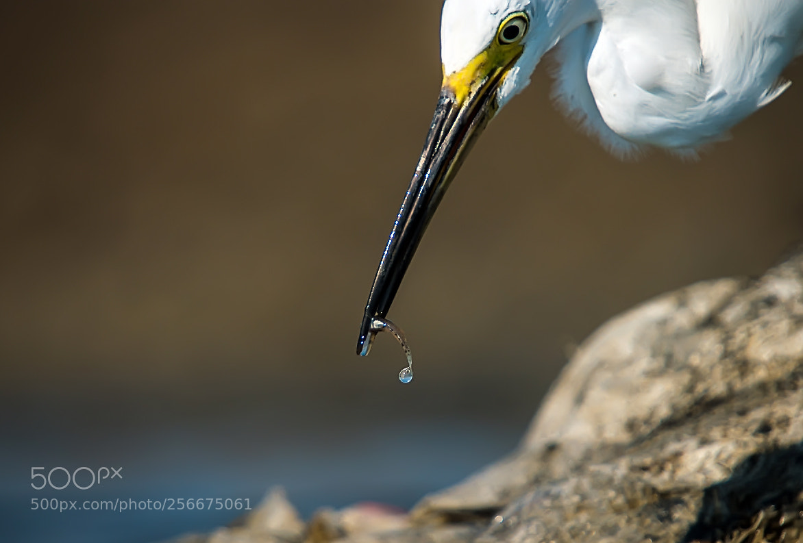 Nikon D5500 sample photo. Small fish photography