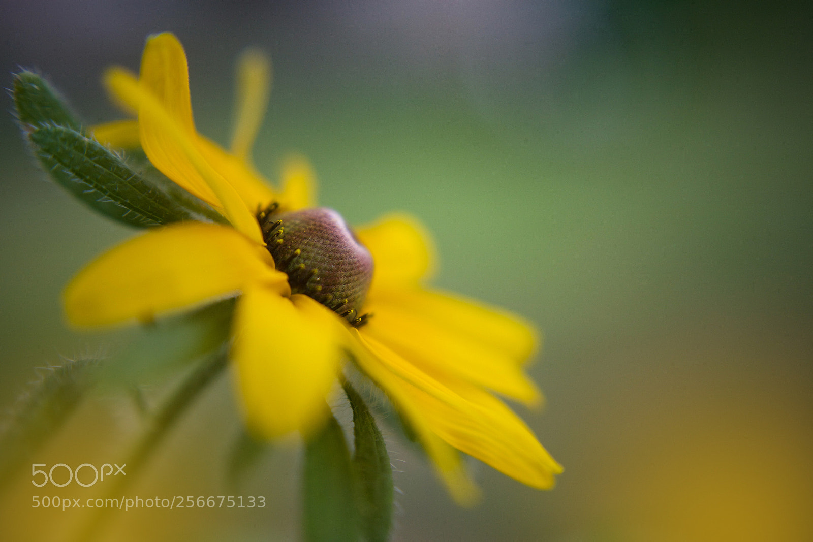 Canon EOS 5D Mark II sample photo. 5790 photography
