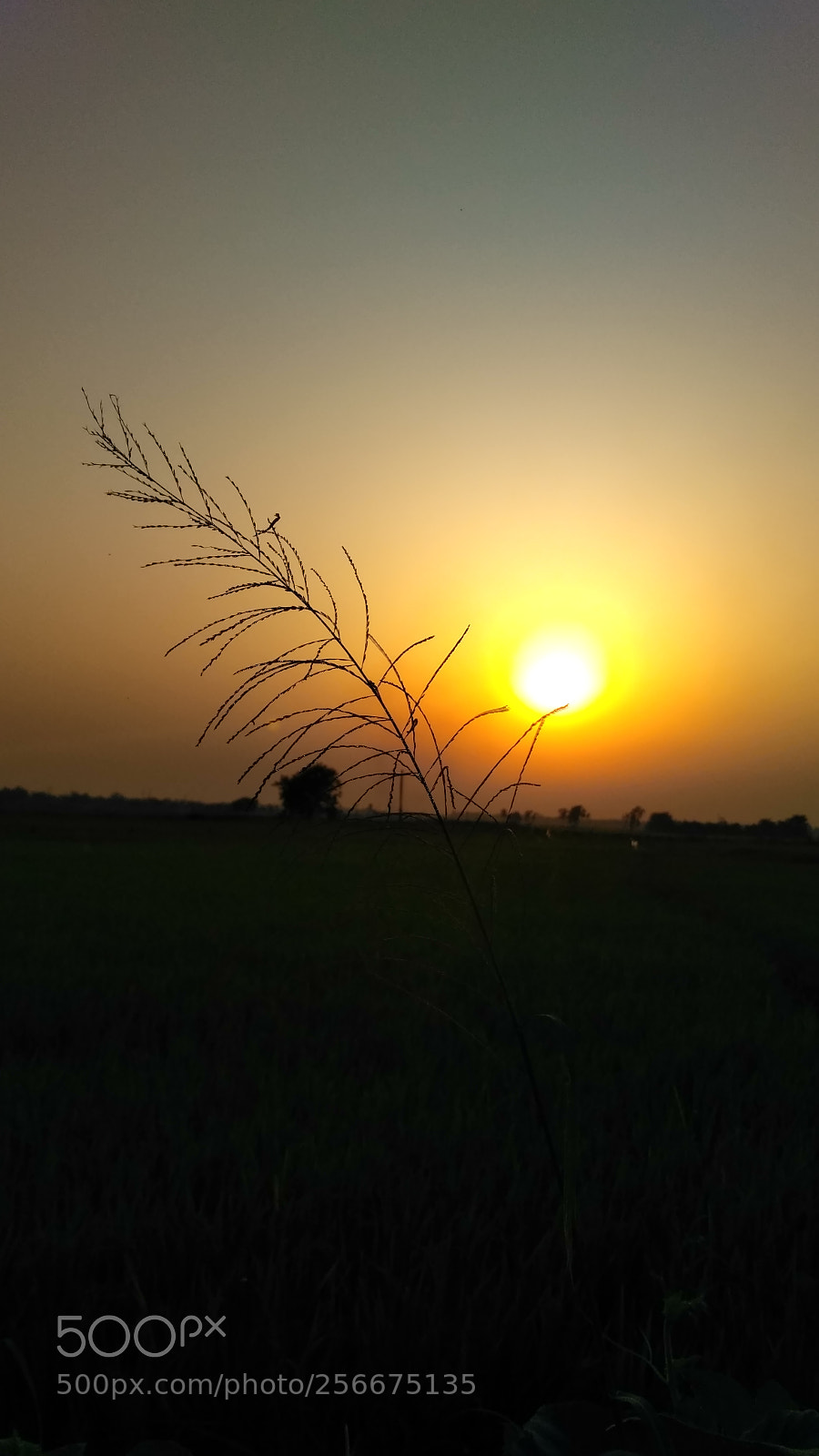 Xiaomi Redmi 3S sample photo. Untitled photography
