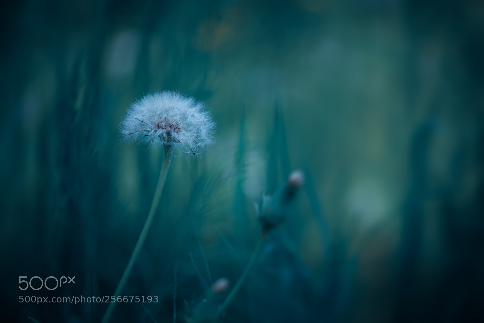 Nikon D800 sample photo. Dandelion fluff photography