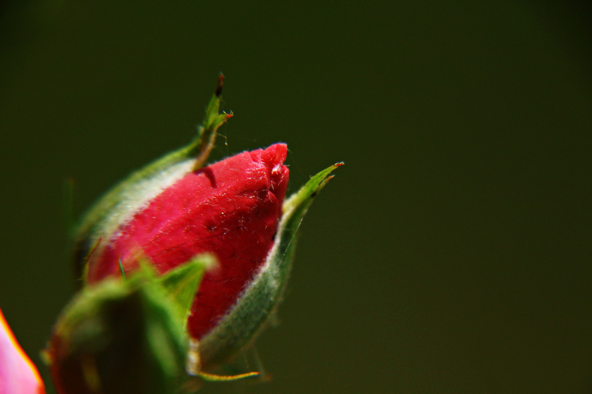 Canon EOS 650D (EOS Rebel T4i / EOS Kiss X6i) sample photo. Img photography